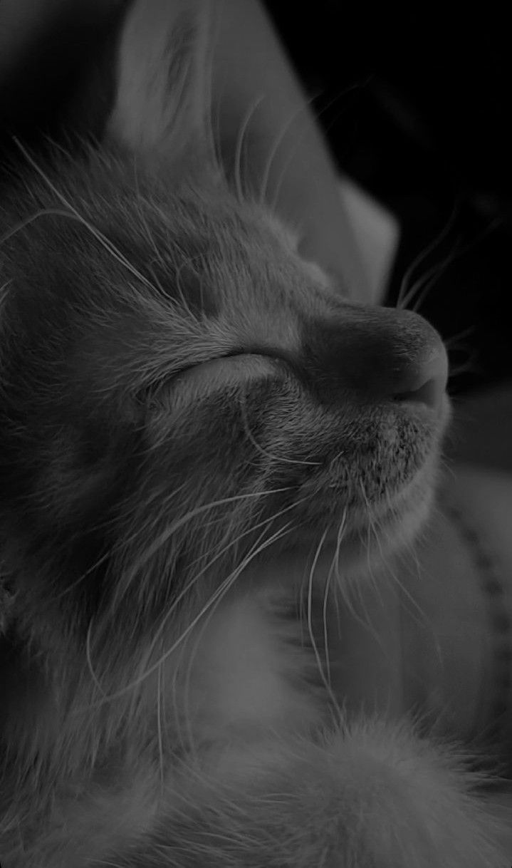 Pookie Wallpapers - Top Free Pookie Backgrounds - WallpaperAccess