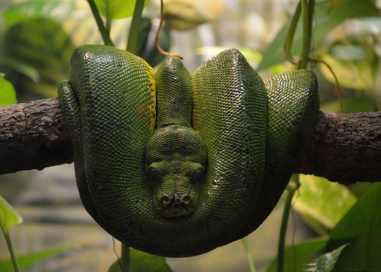 Exotic Animal Wallpapers Top Free Exotic Animal Backgrounds