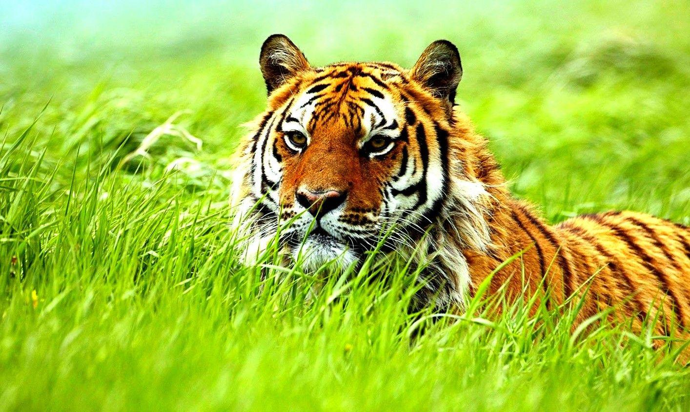 Exotic Animal Wallpapers Top Free Exotic Animal Backgrounds