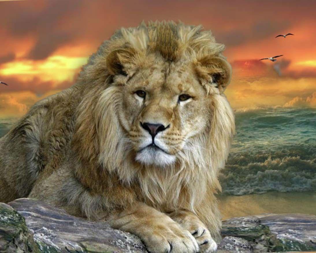 Exotic Animal Wallpapers Top Free Exotic Animal Backgrounds