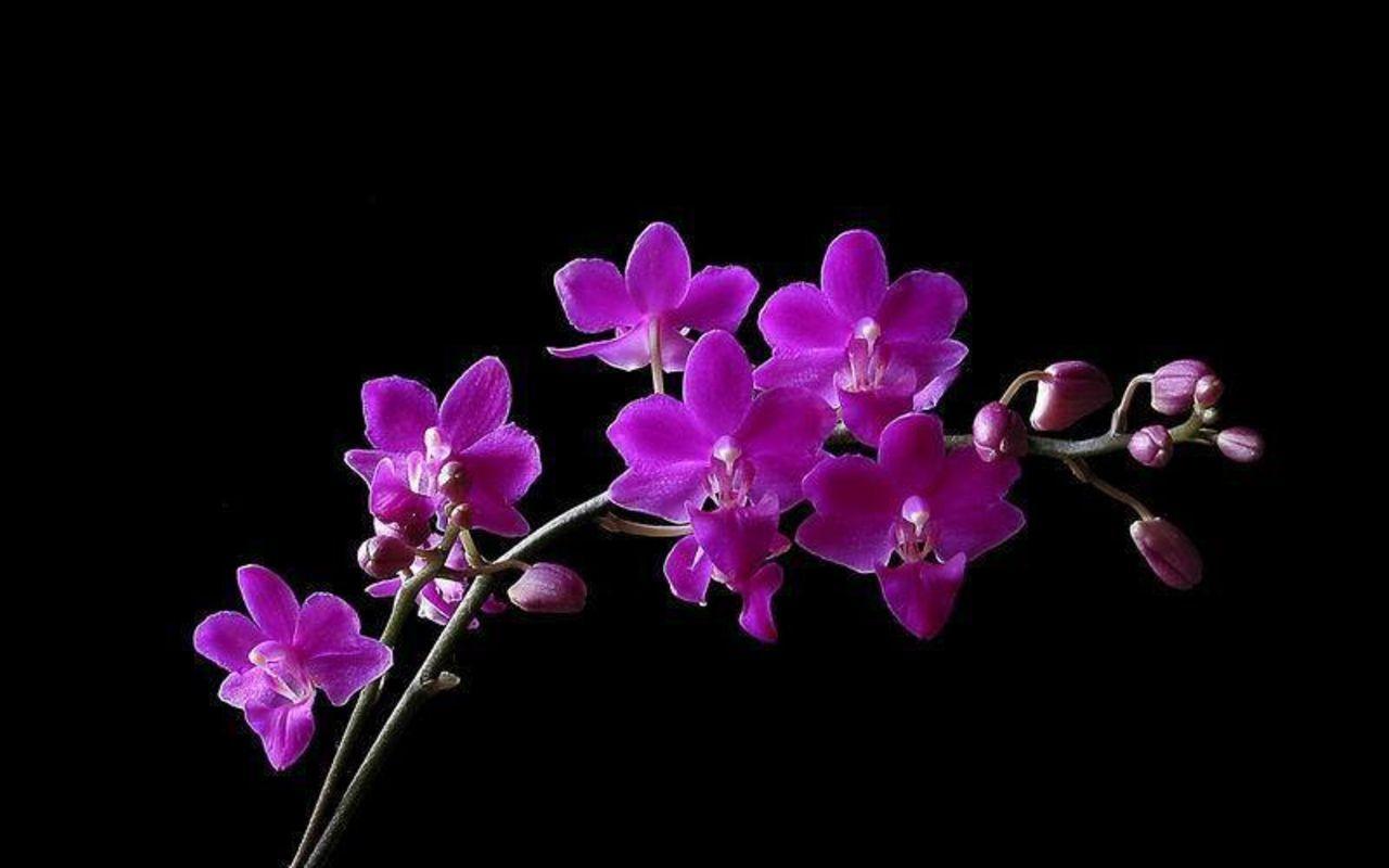 Orchid Flower Wallpapers - Top Free Orchid Flower Backgrounds -  Wallpaperaccess