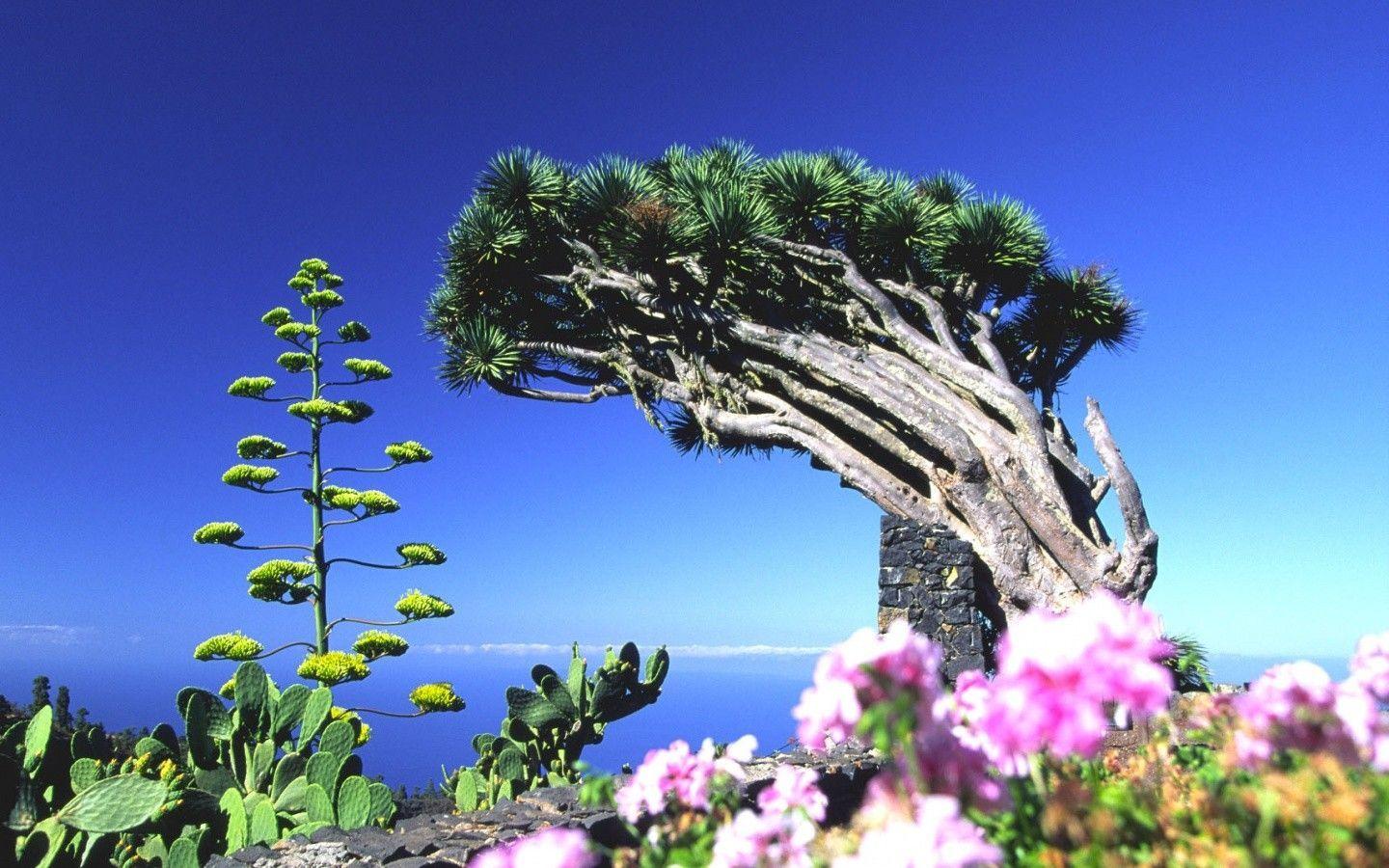 Spanish Flower Wallpapers Top Free Spanish Flower Backgrounds