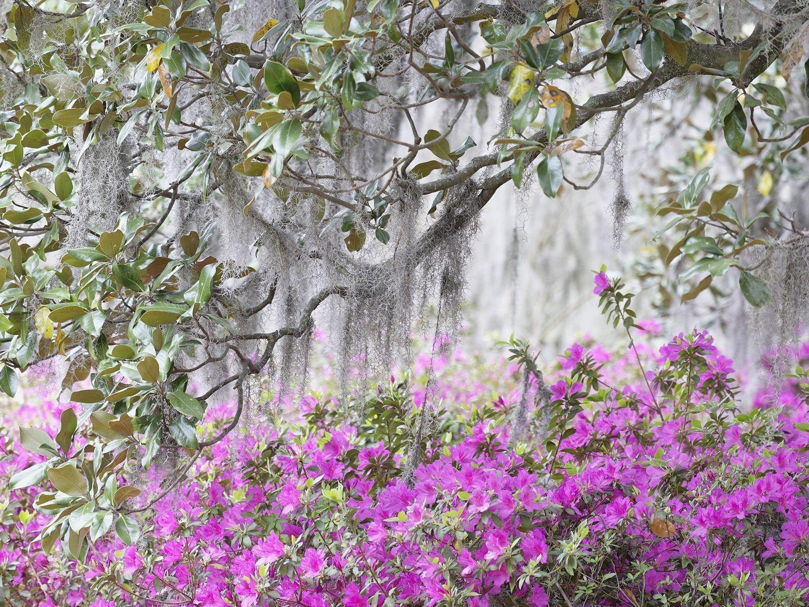 Spanish Flower Wallpapers Top Free Spanish Flower Backgrounds