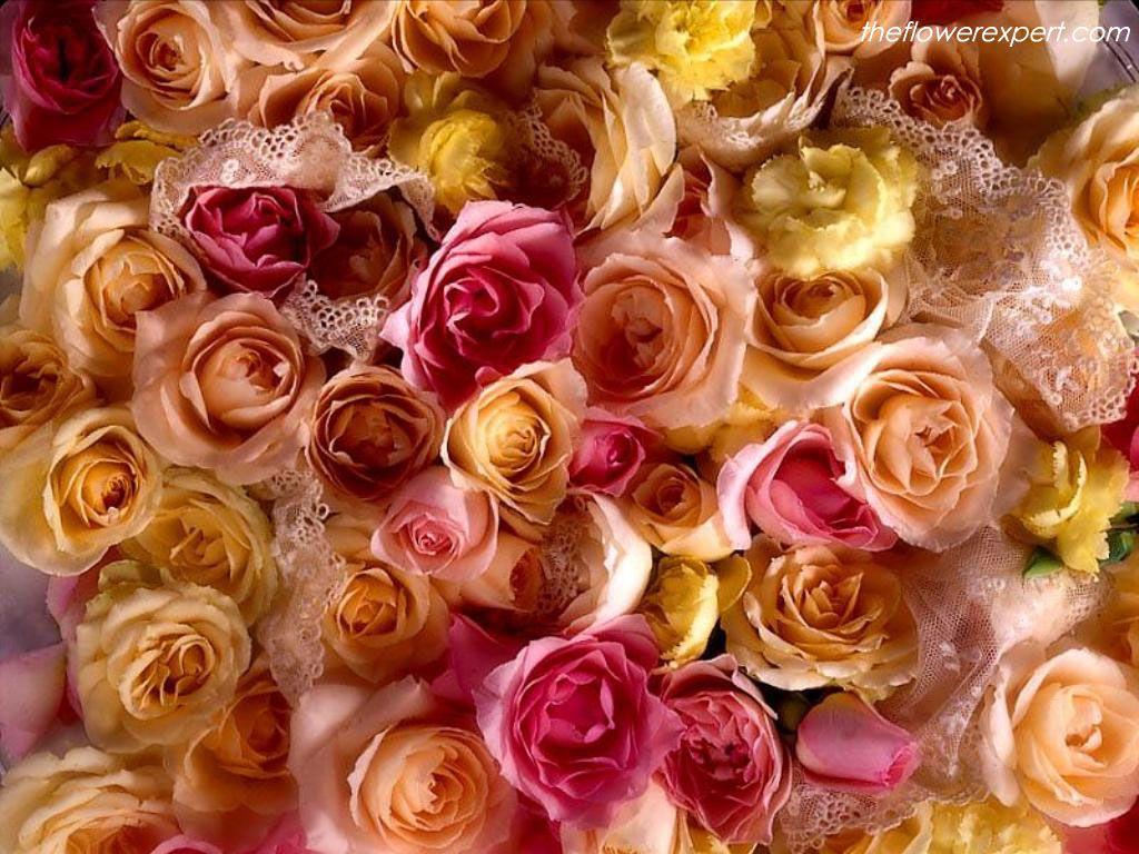 Spanish Flower Wallpapers Top Free Spanish Flower Backgrounds