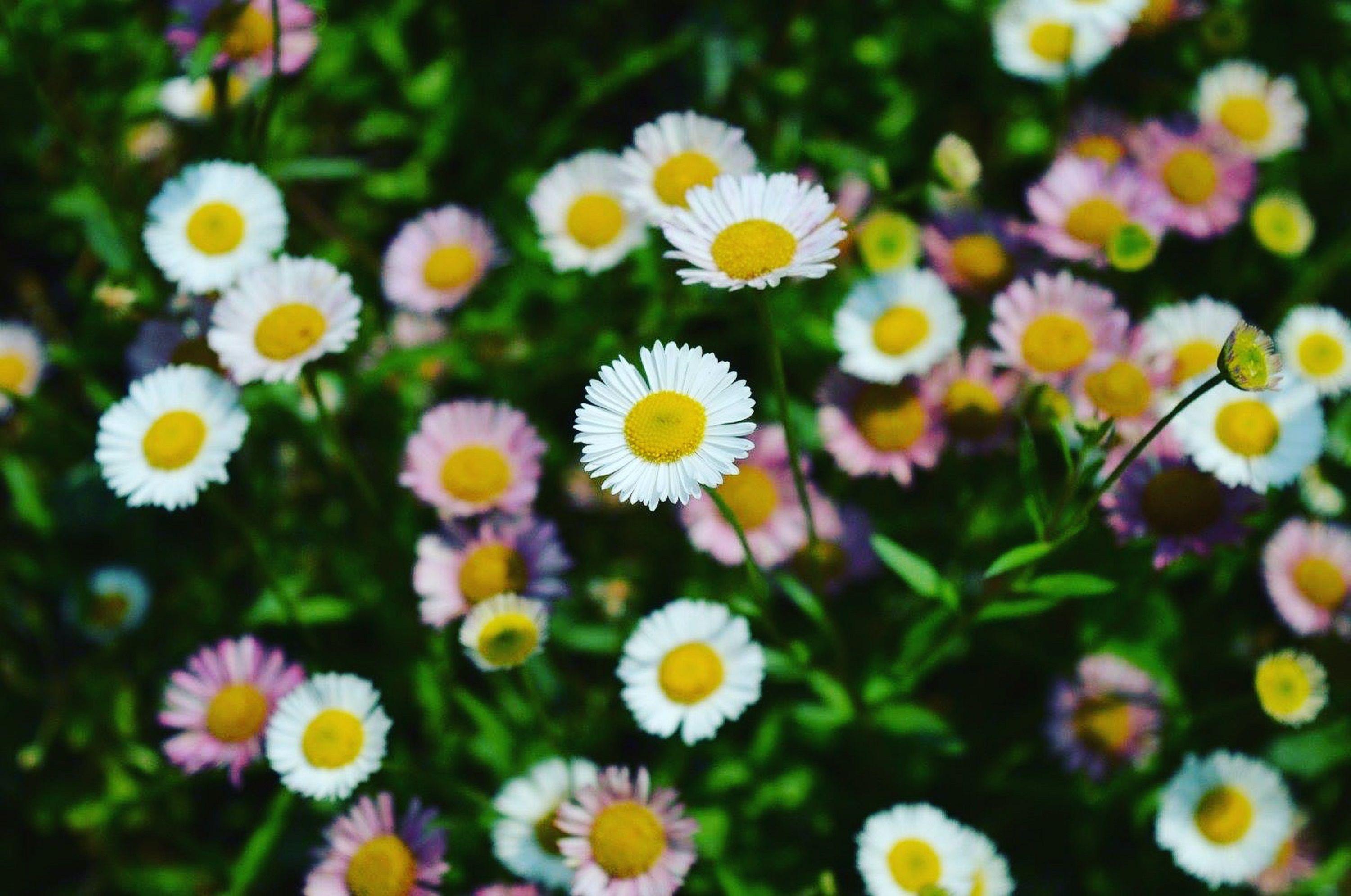 Spanish Flower Wallpapers Top Free Spanish Flower Backgrounds