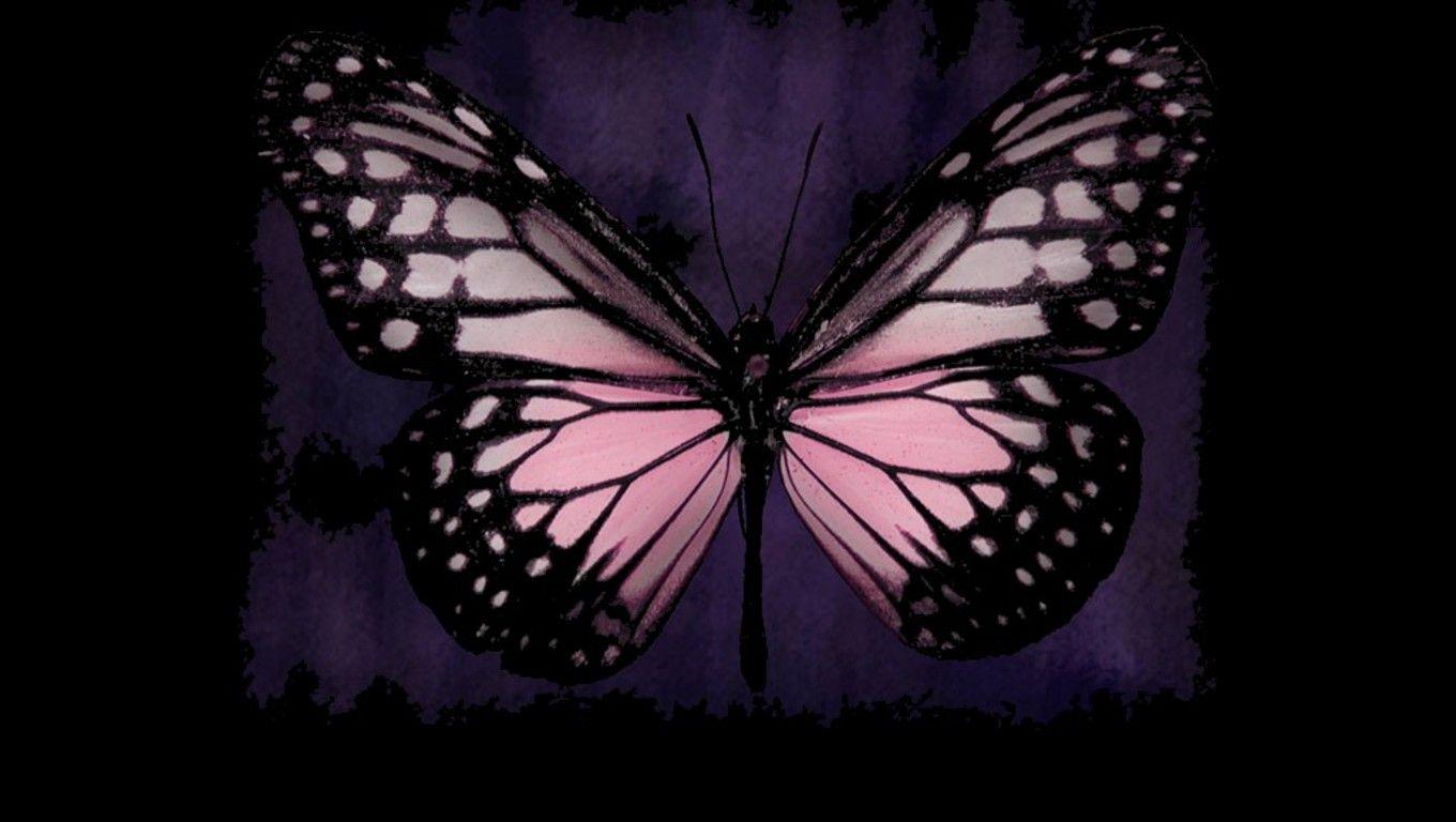 Black and Pink Butterfly Wallpapers Top Free Black and Pink Butterfly