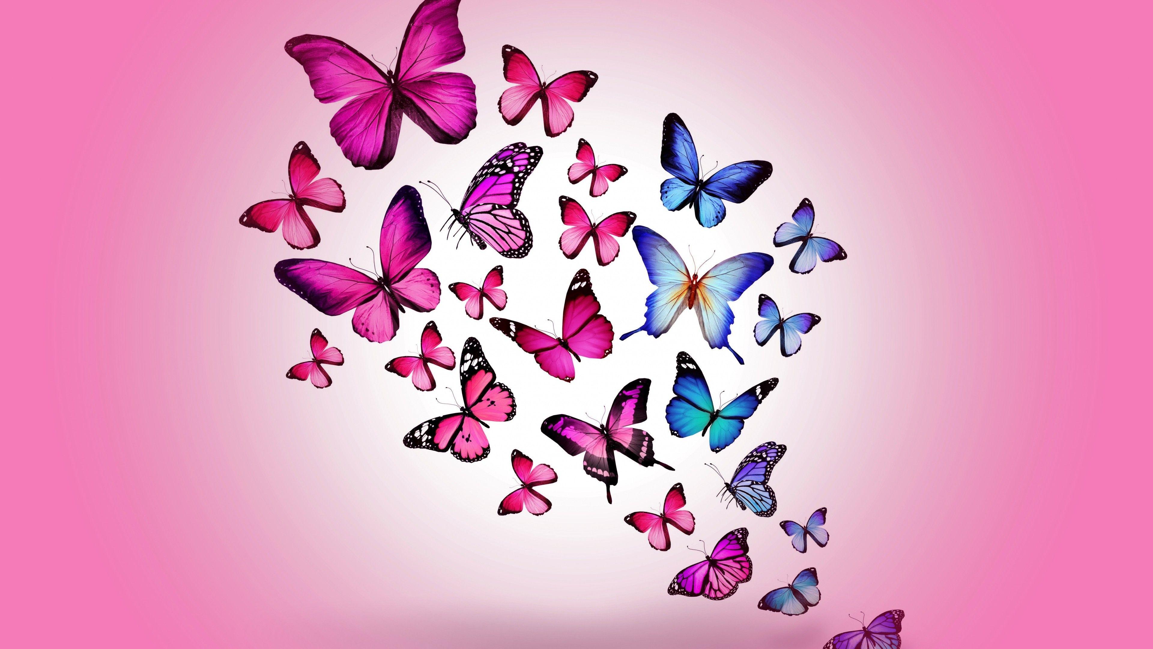 Neon Pink Butterfly Wallpapers Top Free Neon Pink Butterfly