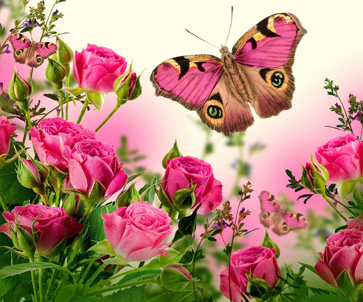Pink Roses and Butterfly Wallpapers Top Free Pink Roses and Butterfly