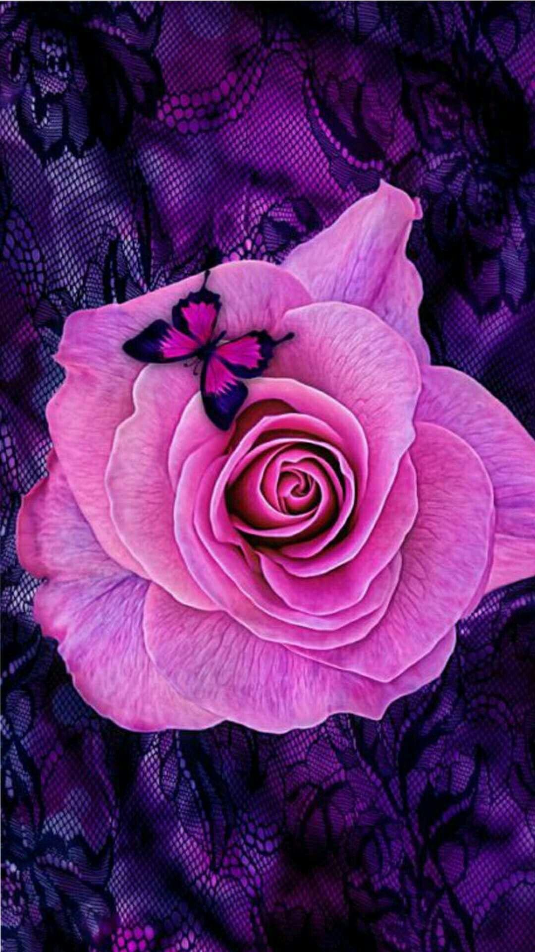 Pink Roses and Butterfly Wallpapers Top Free Pink Roses and Butterfly