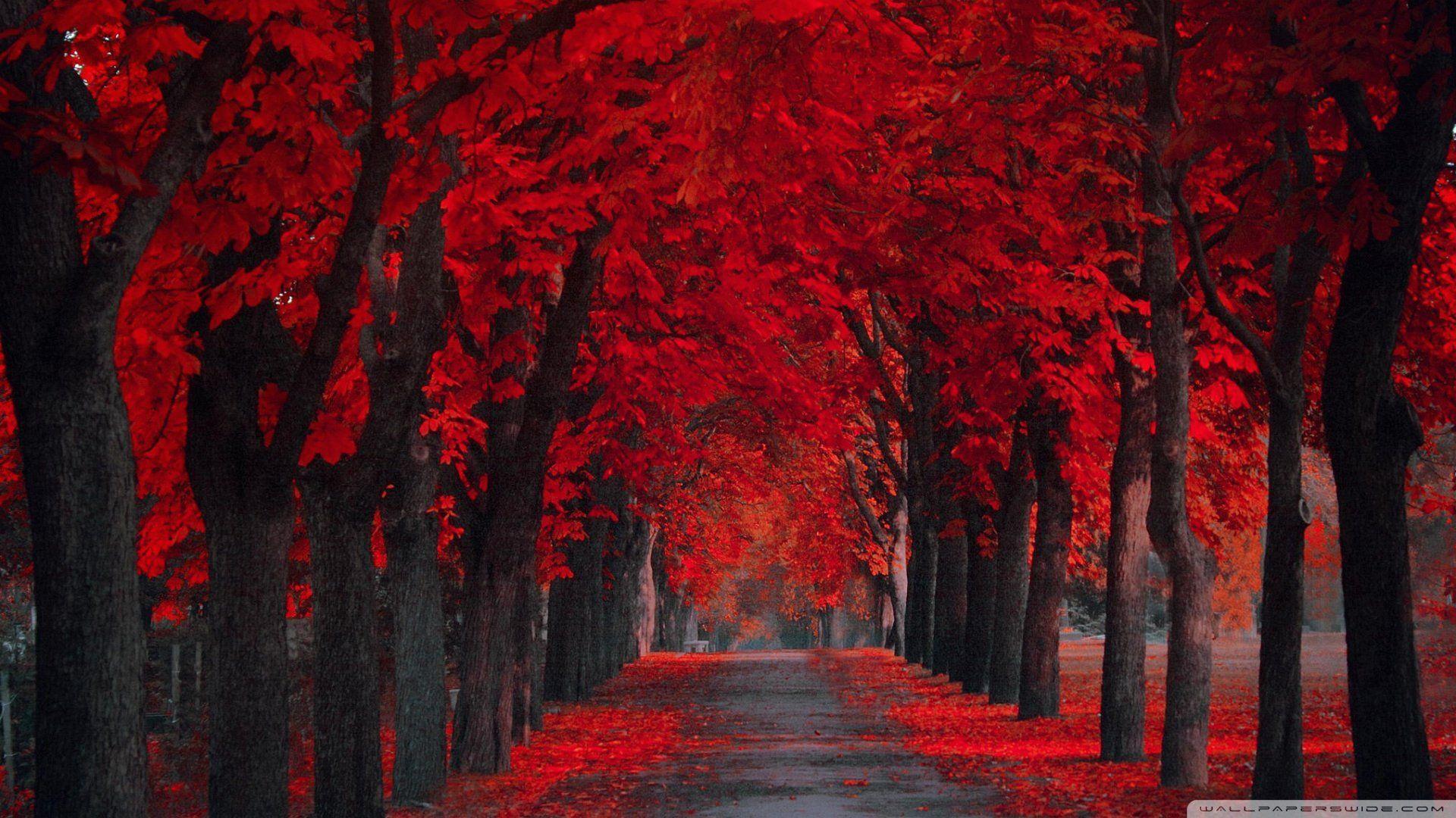 Red Autumn Leaves Background