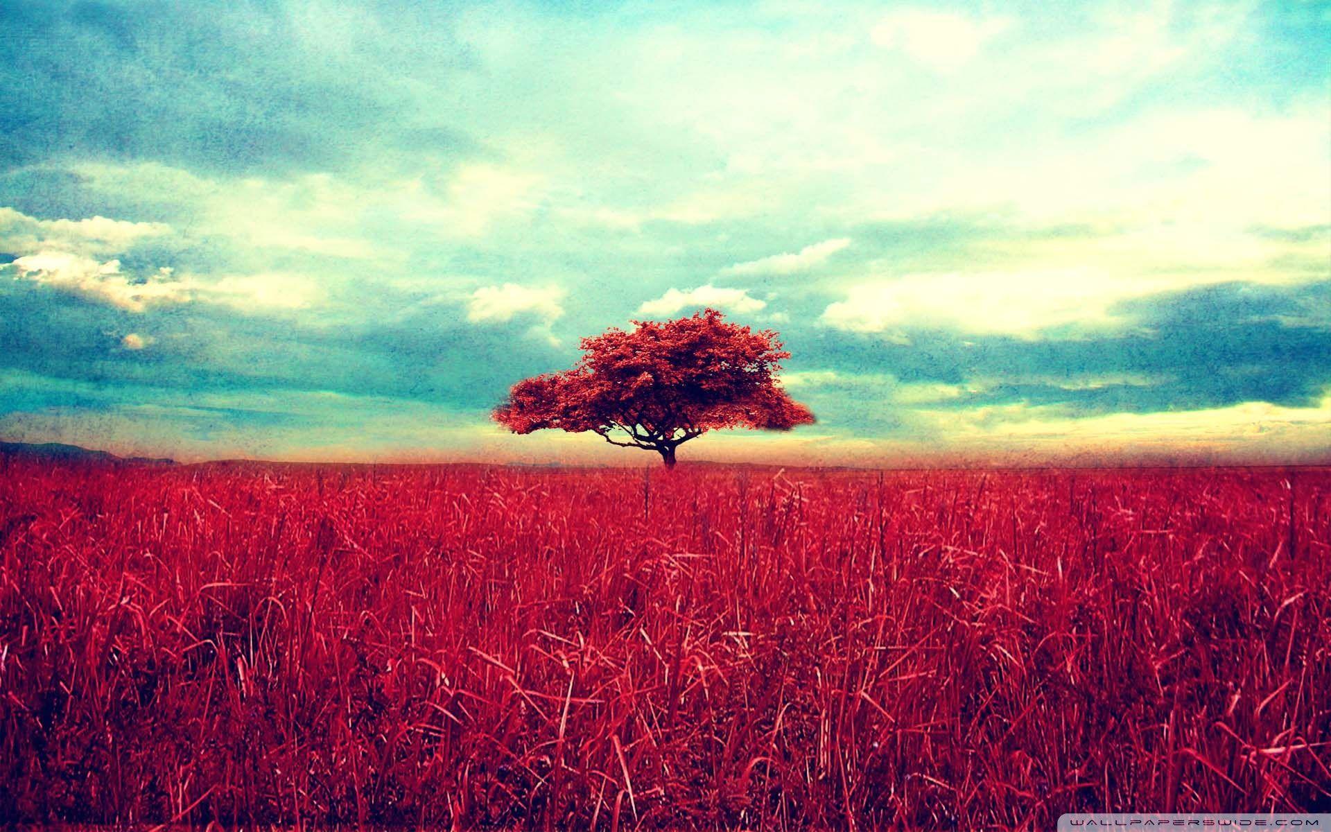 Red Tree Wallpapers Top Free Red Tree Backgrounds WallpaperAccess