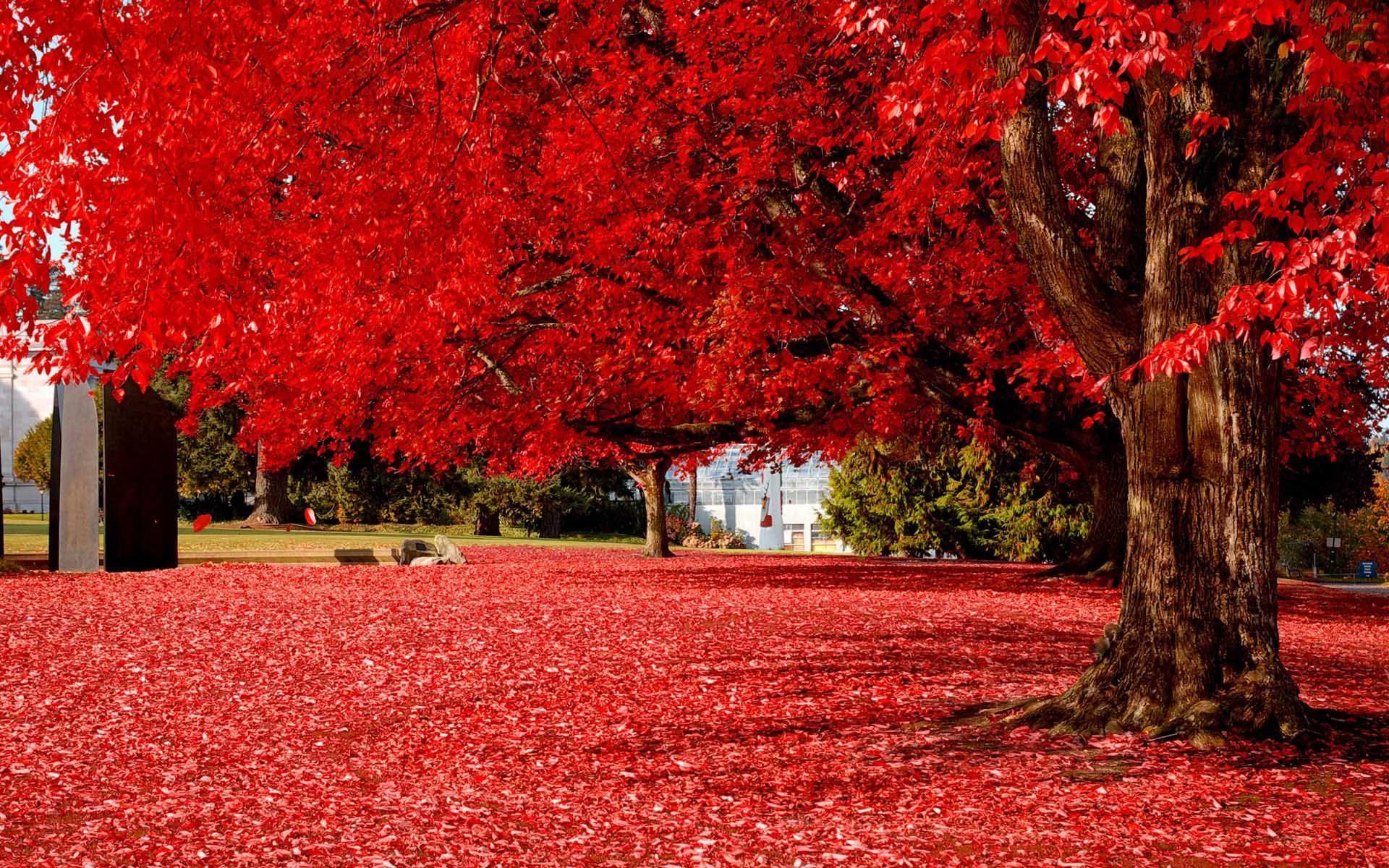 Red Tree Wallpapers Top Free Red Tree Backgrounds WallpaperAccess