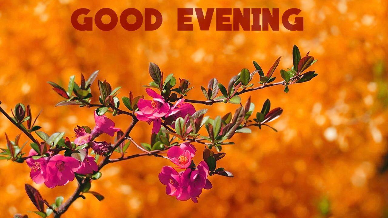 Good Evening Wallpapers Top Free Good Evening Backgrounds