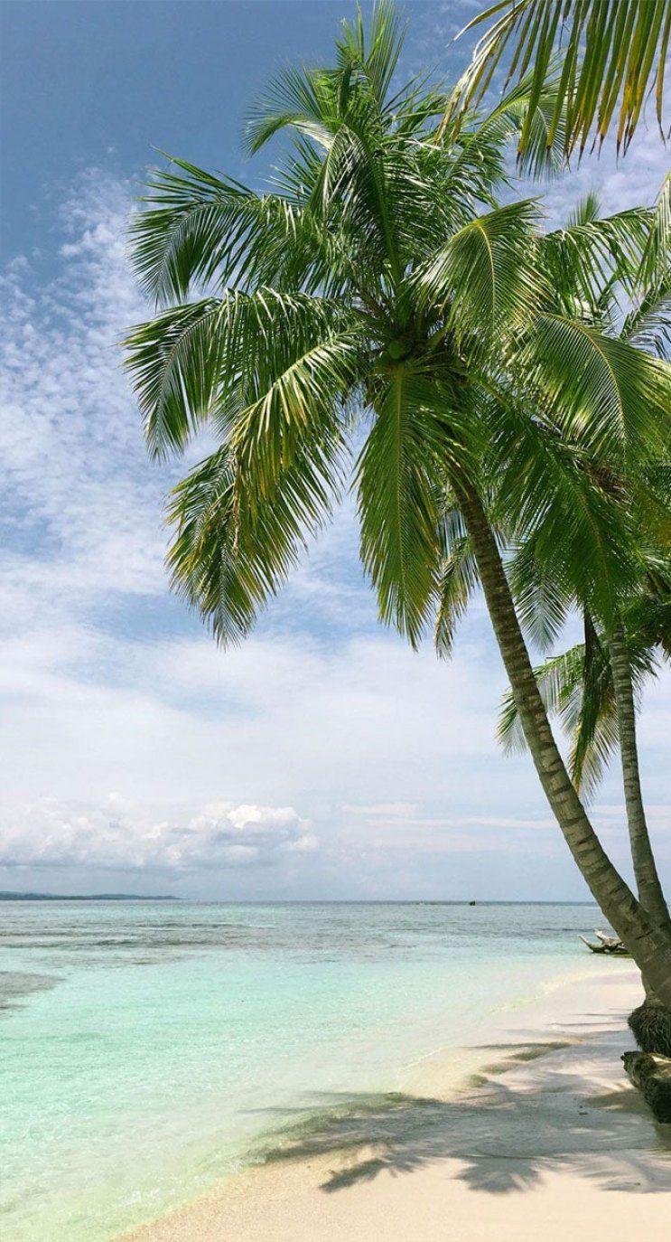 Coconut Tree Wallpapers Top Free Coconut Tree Backgrounds