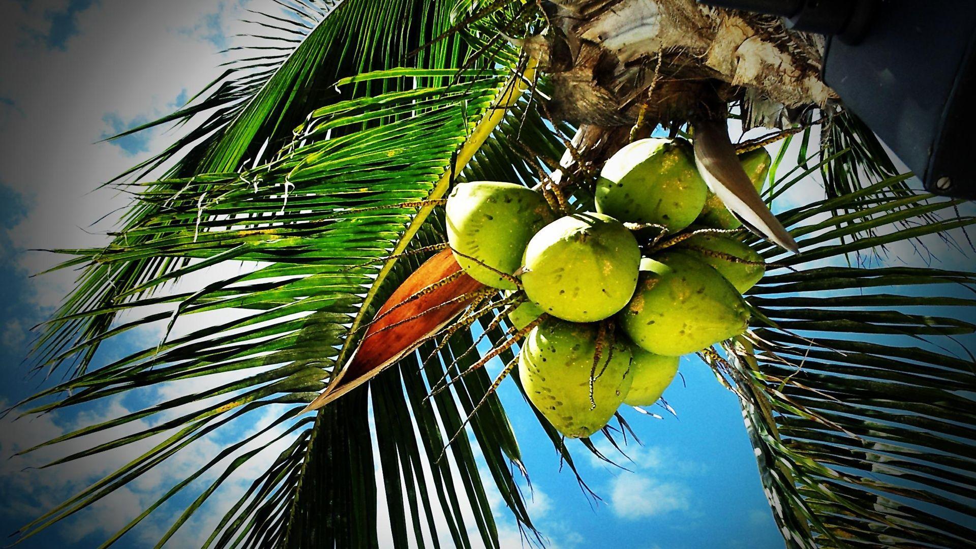 Coconut Wallpapers Top Free Coconut Backgrounds WallpaperAccess