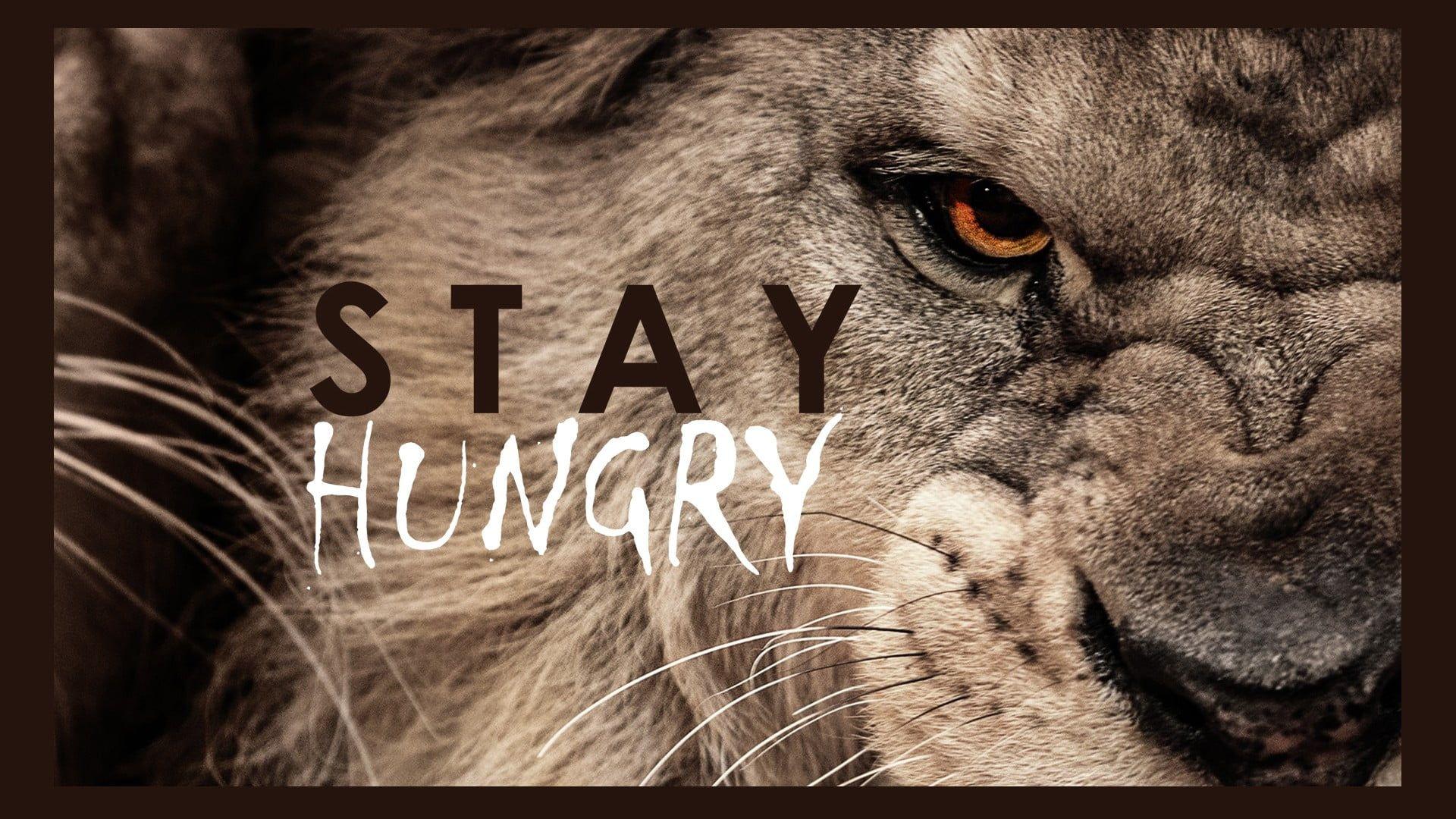 Lion Motivation Wallpapers Top Free Lion Motivation Backgrounds