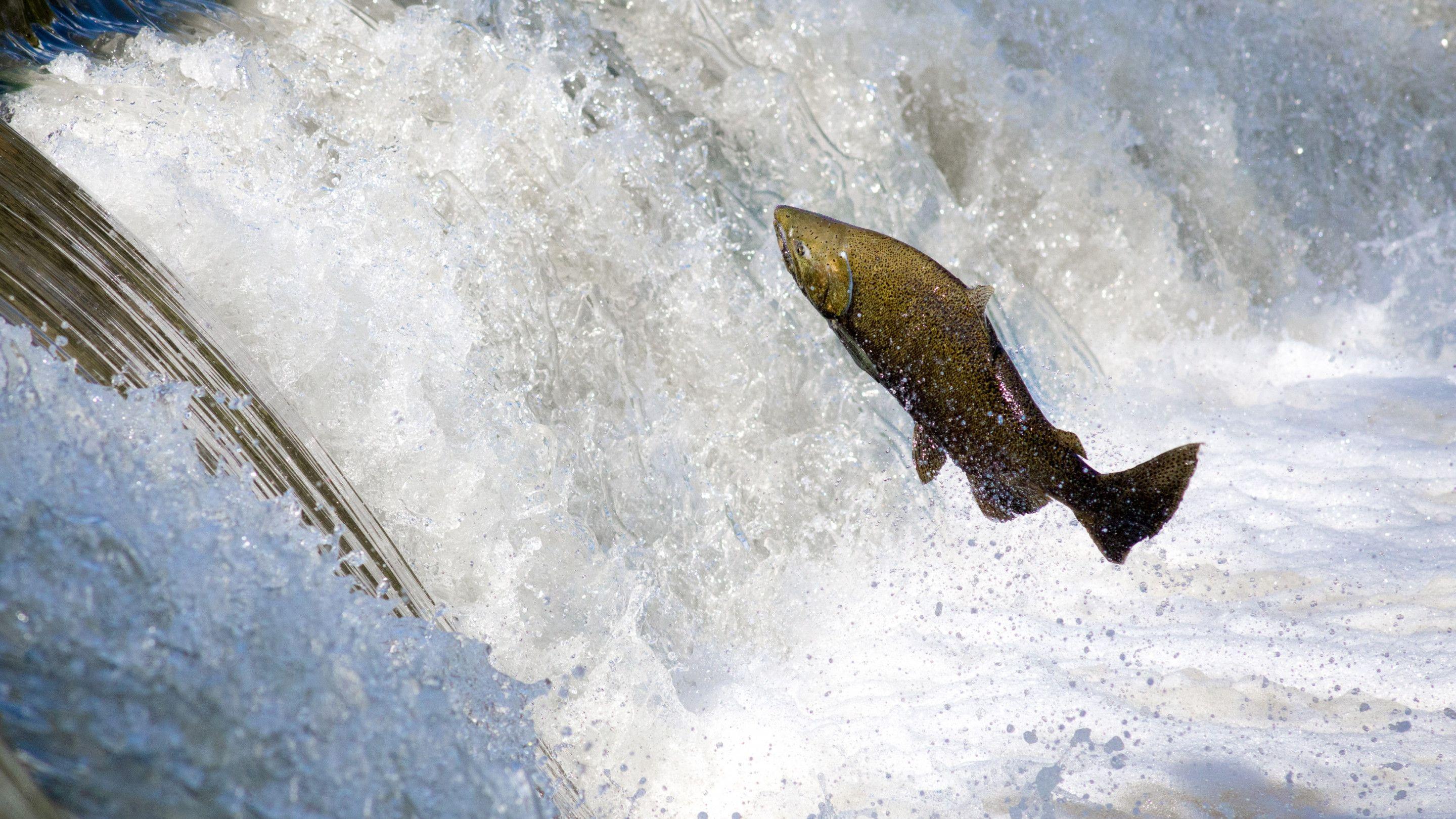 Salmon Wallpapers Top Free Salmon Backgrounds WallpaperAccess