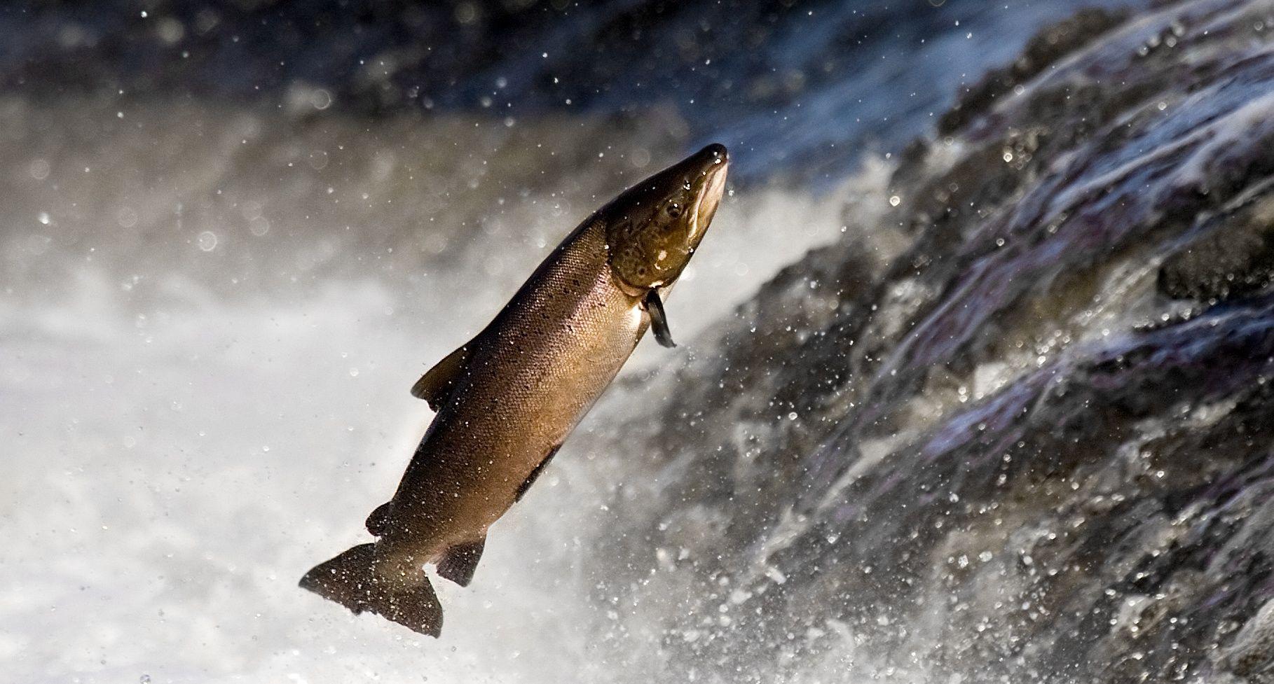 Salmon Wallpapers Top Free Salmon Backgrounds WallpaperAccess