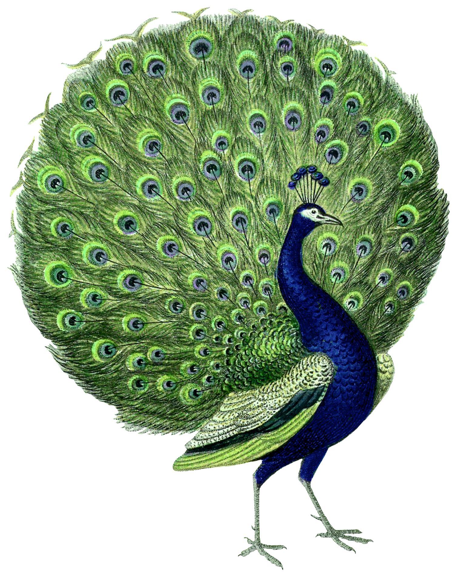 Lucky Peacock Wallpapers Top Free Lucky Peacock Backgrounds