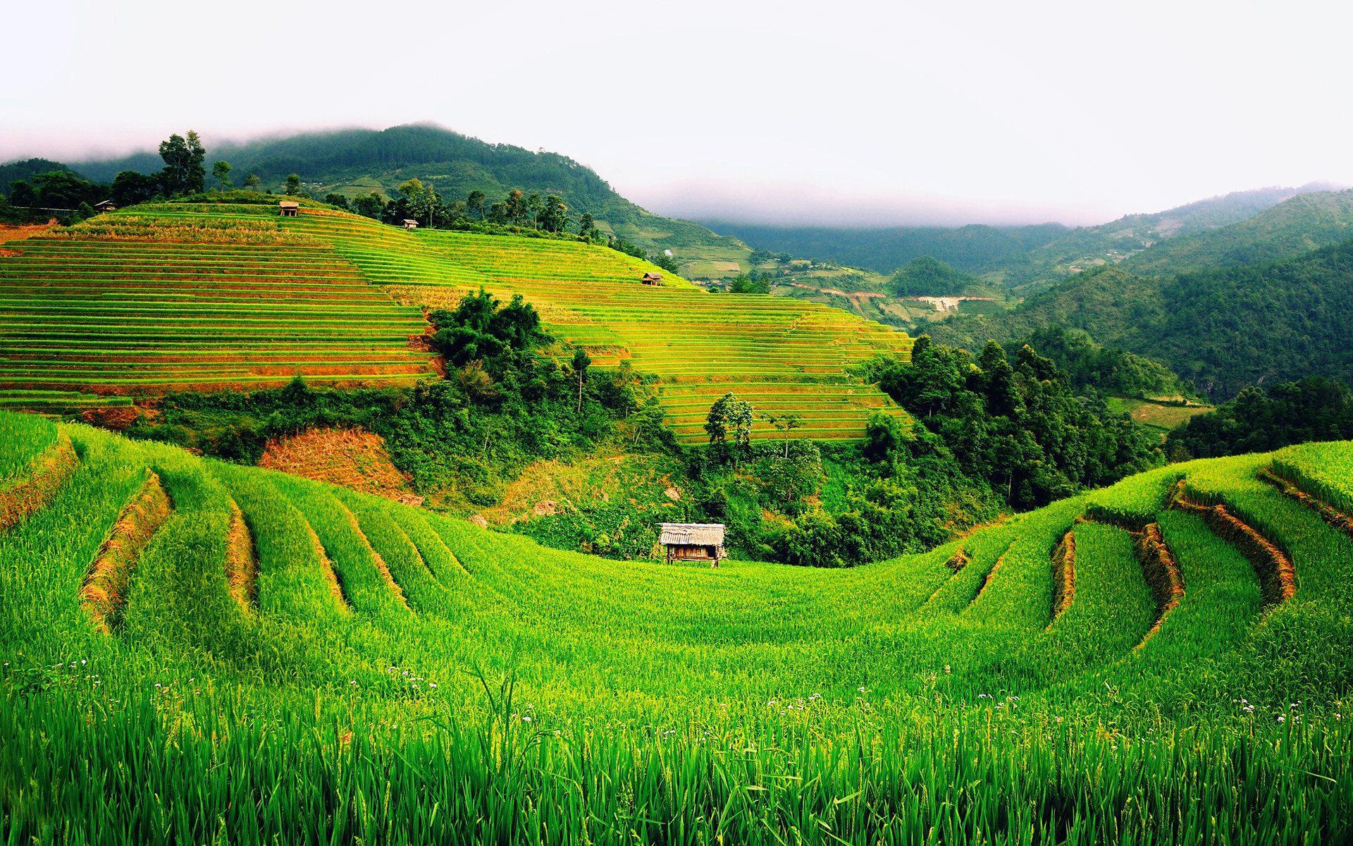 Background Sawah Padi Hd Moa Gambar
