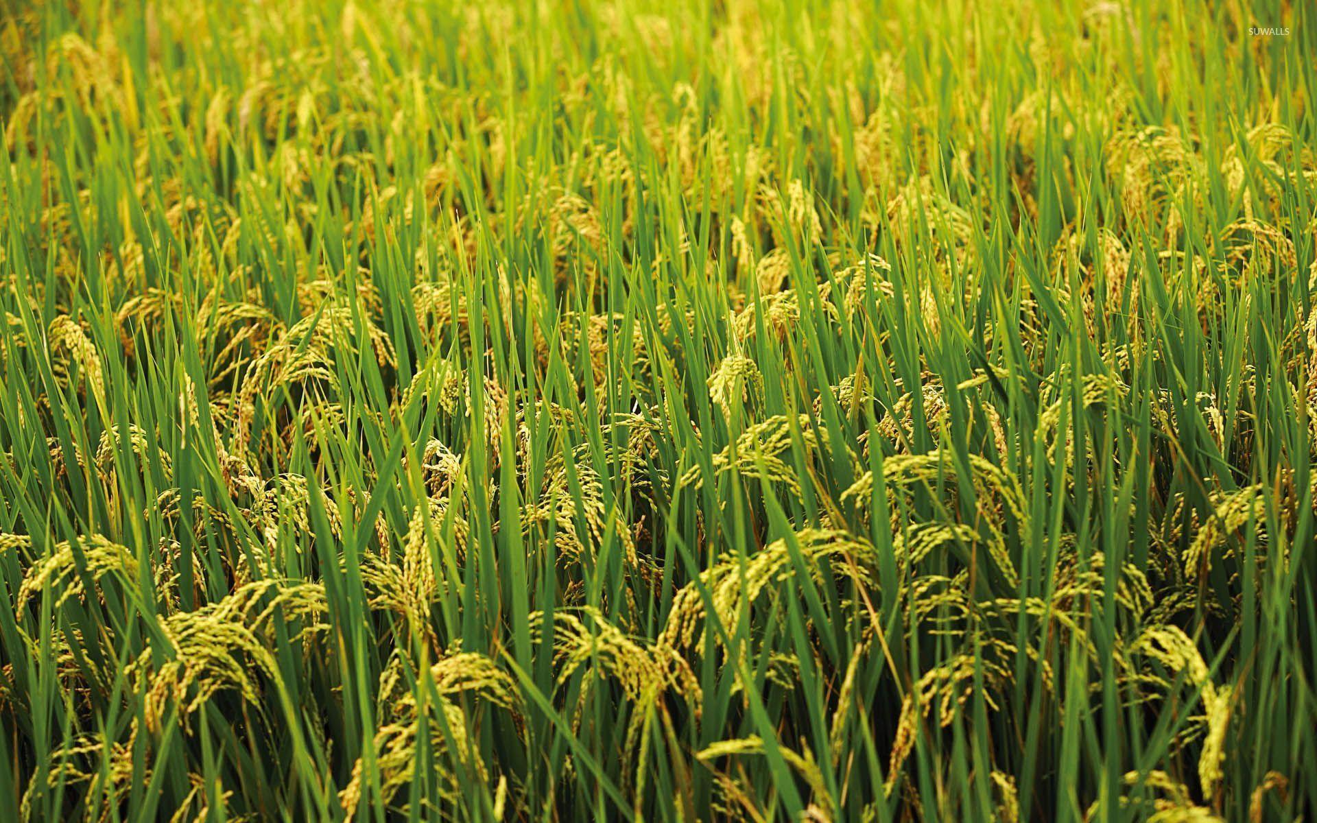 Rice Field Wallpapers Top Free Rice Field Backgrounds WallpaperAccess