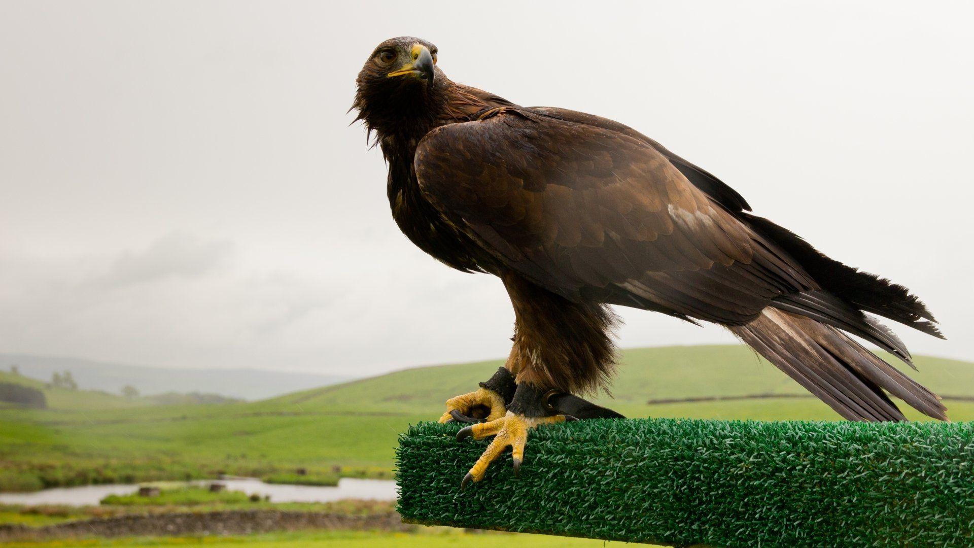 Golden Eagle Wallpapers Top Free Golden Eagle Backgrounds