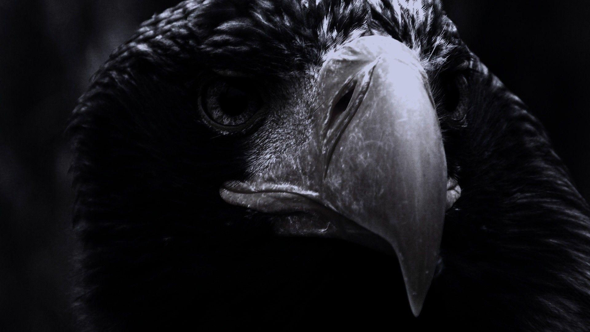 Black Eagle Wallpapers Top Free Black Eagle Backgrounds WallpaperAccess