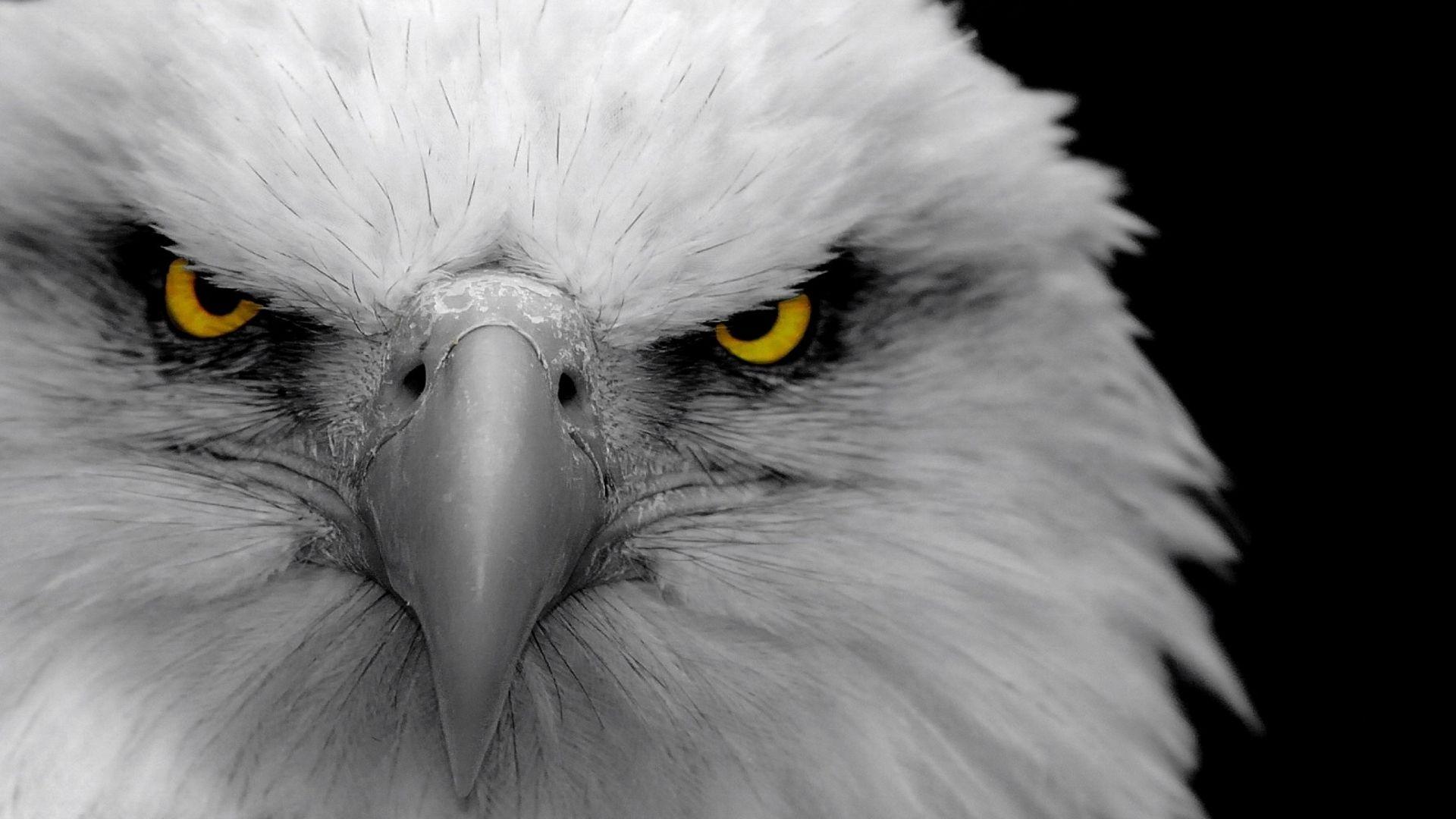 Black Eagle Wallpapers Top Free Black Eagle Backgrounds WallpaperAccess
