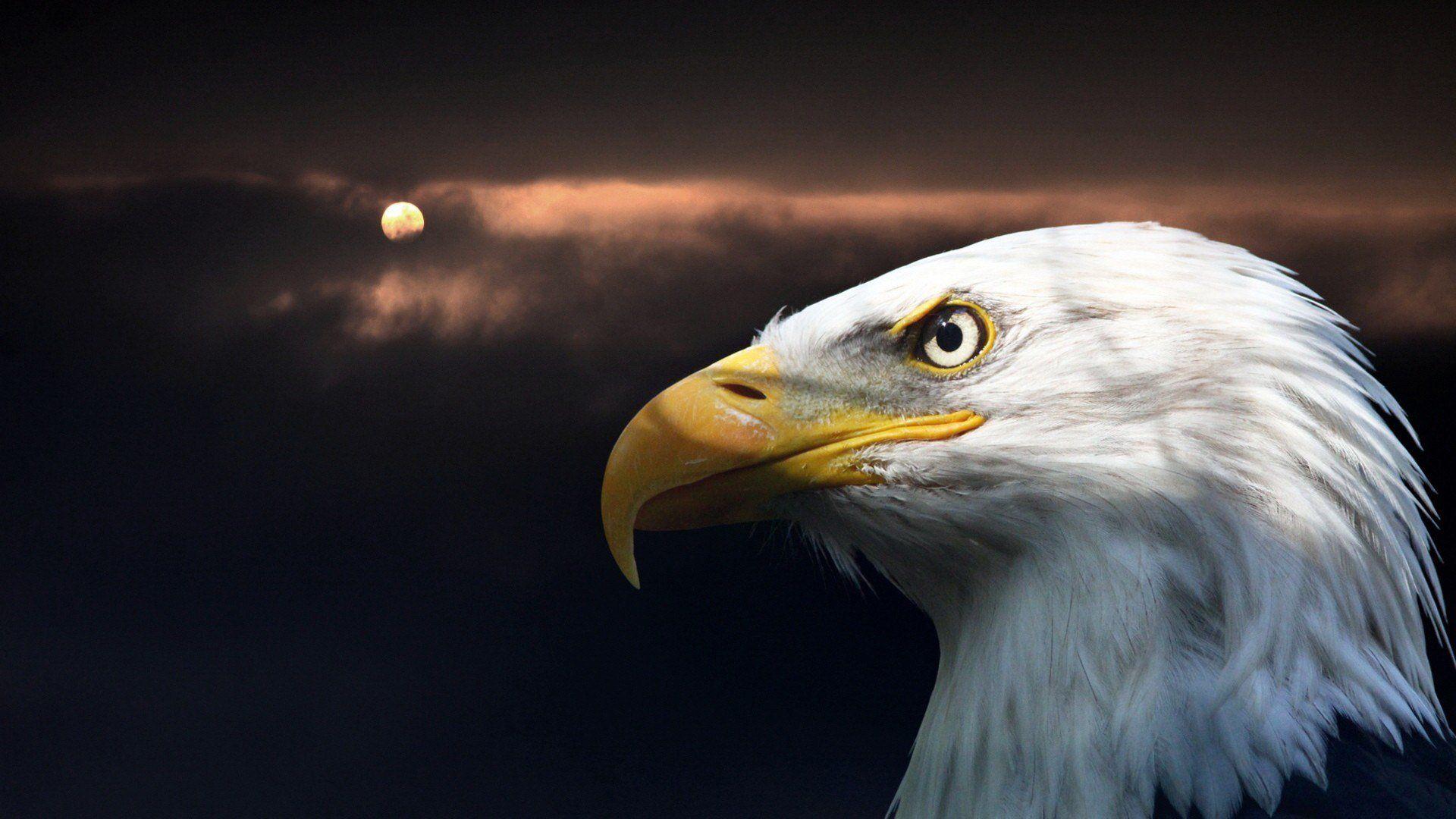 Black Eagle Wallpapers Top Free Black Eagle Backgrounds WallpaperAccess