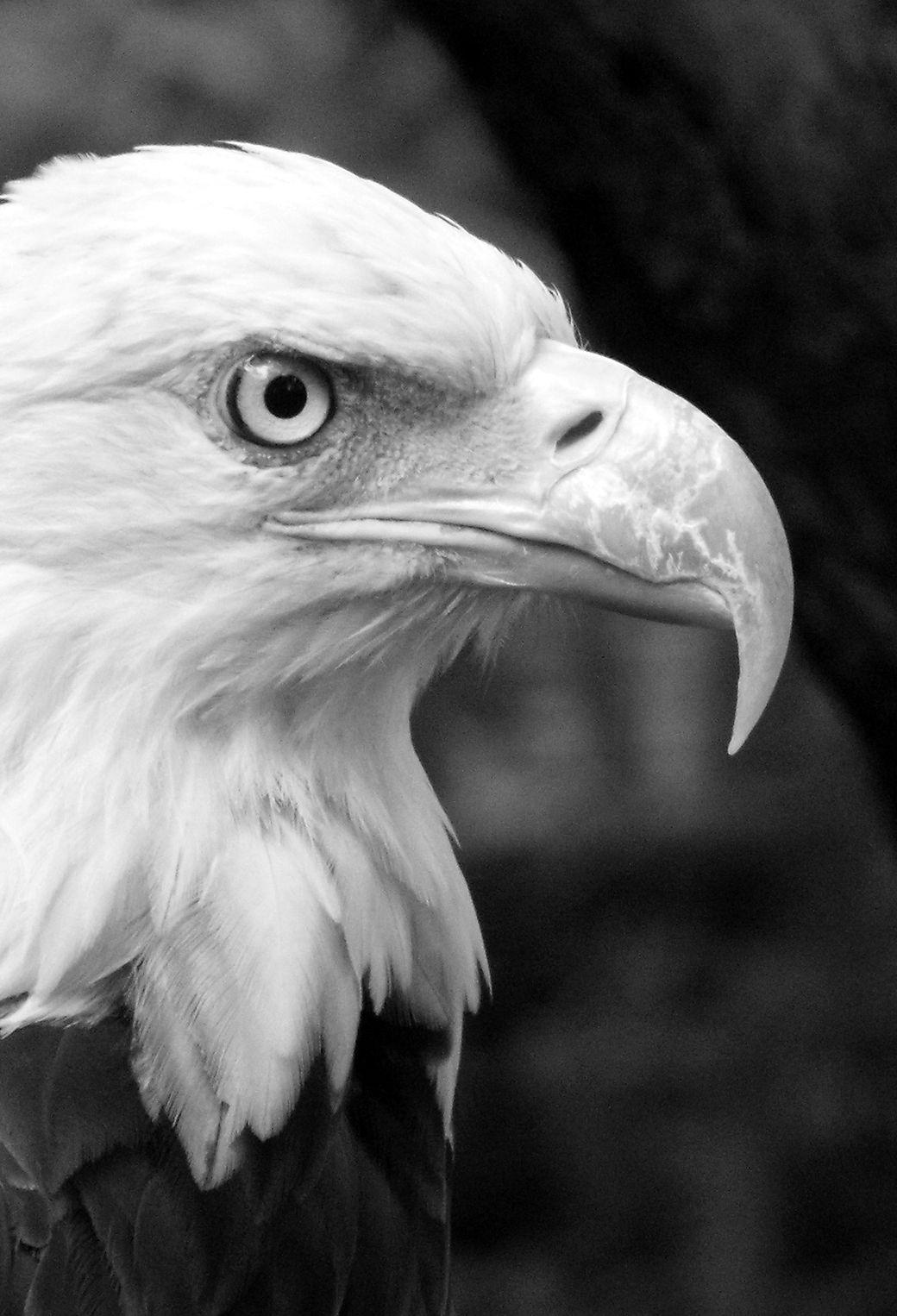 Black Eagle Wallpapers Top Free Black Eagle Backgrounds WallpaperAccess