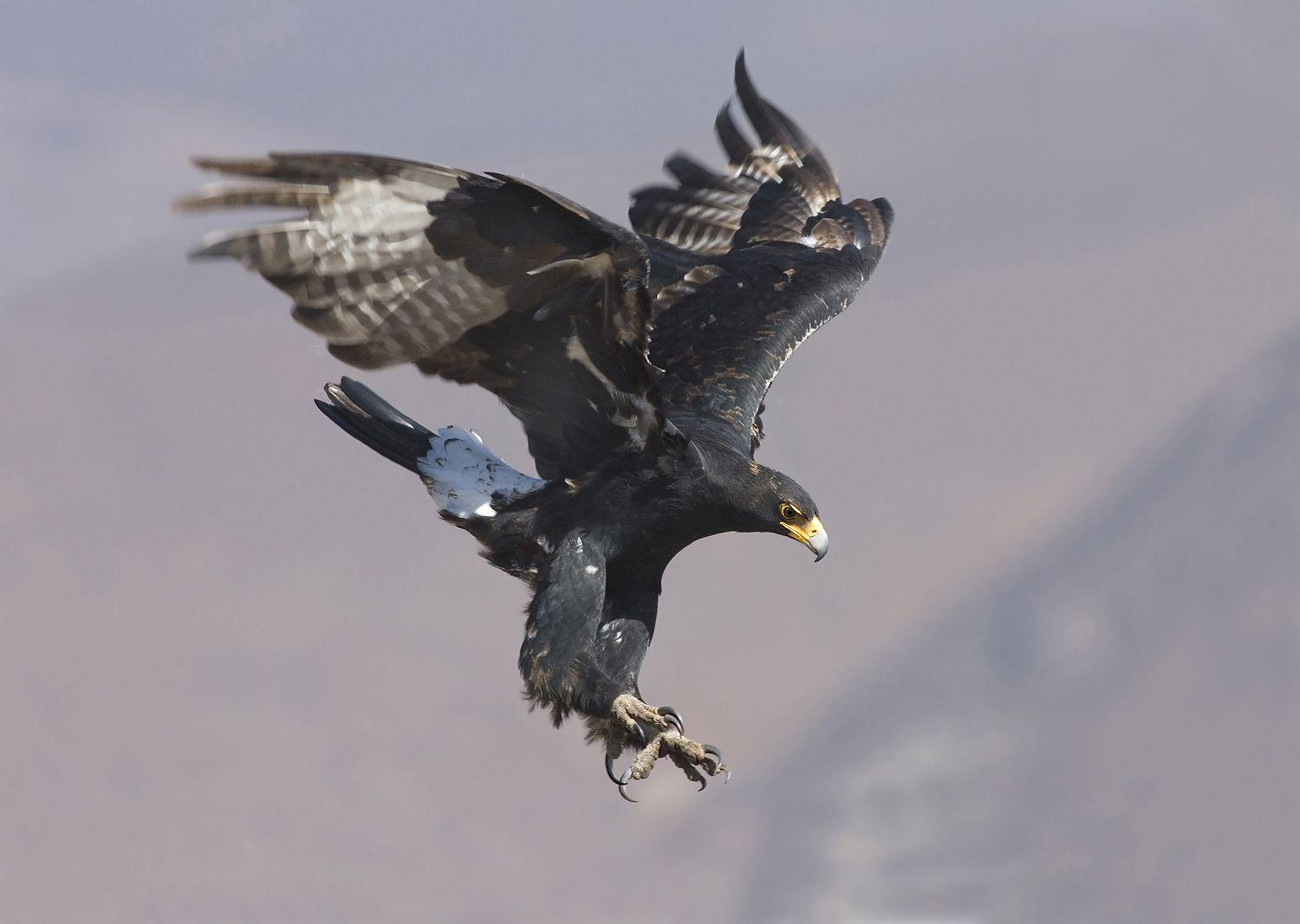 Black Eagle Wallpapers Top Free Black Eagle Backgrounds WallpaperAccess