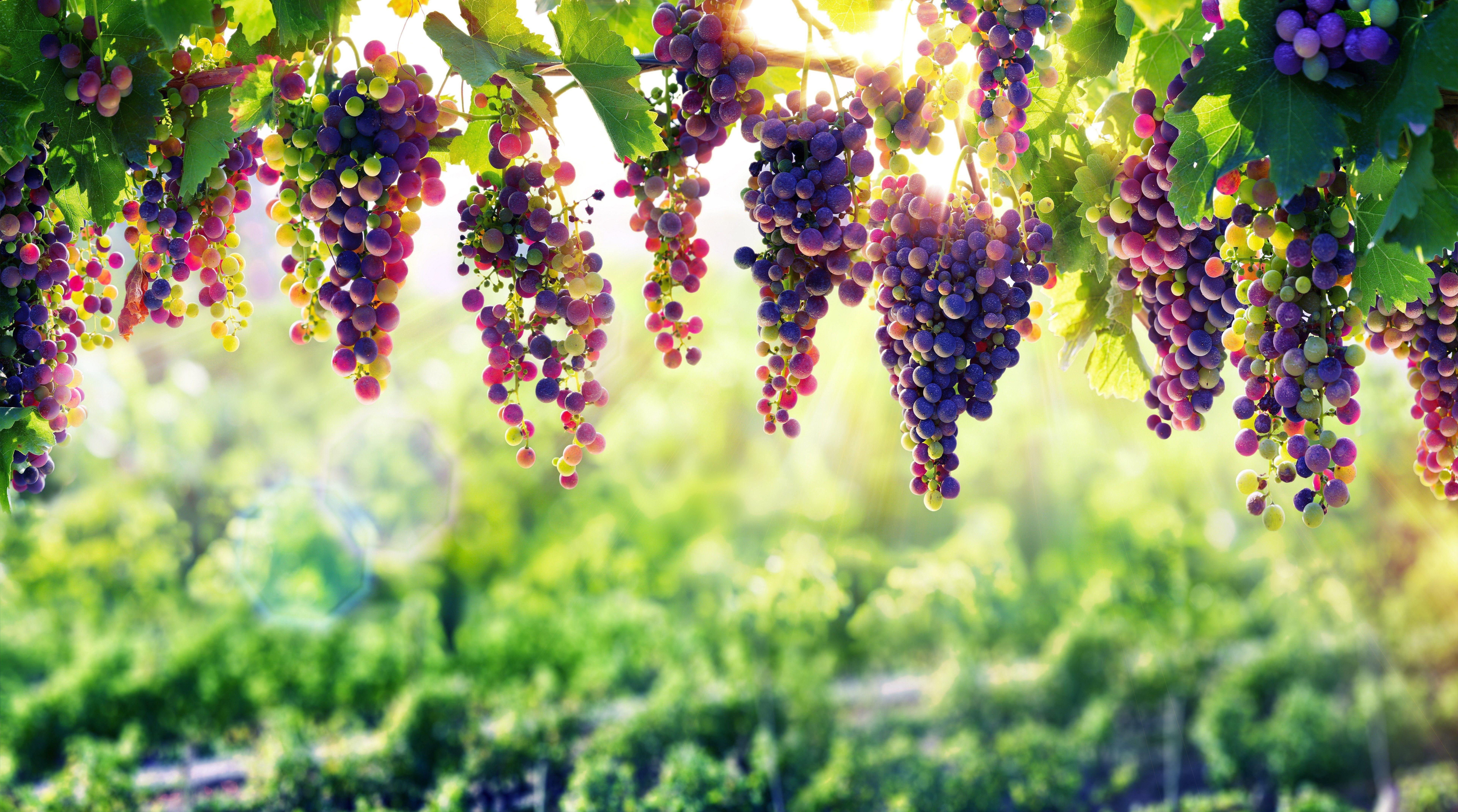 Grape Wallpapers Top Free Grape Backgrounds WallpaperAccess