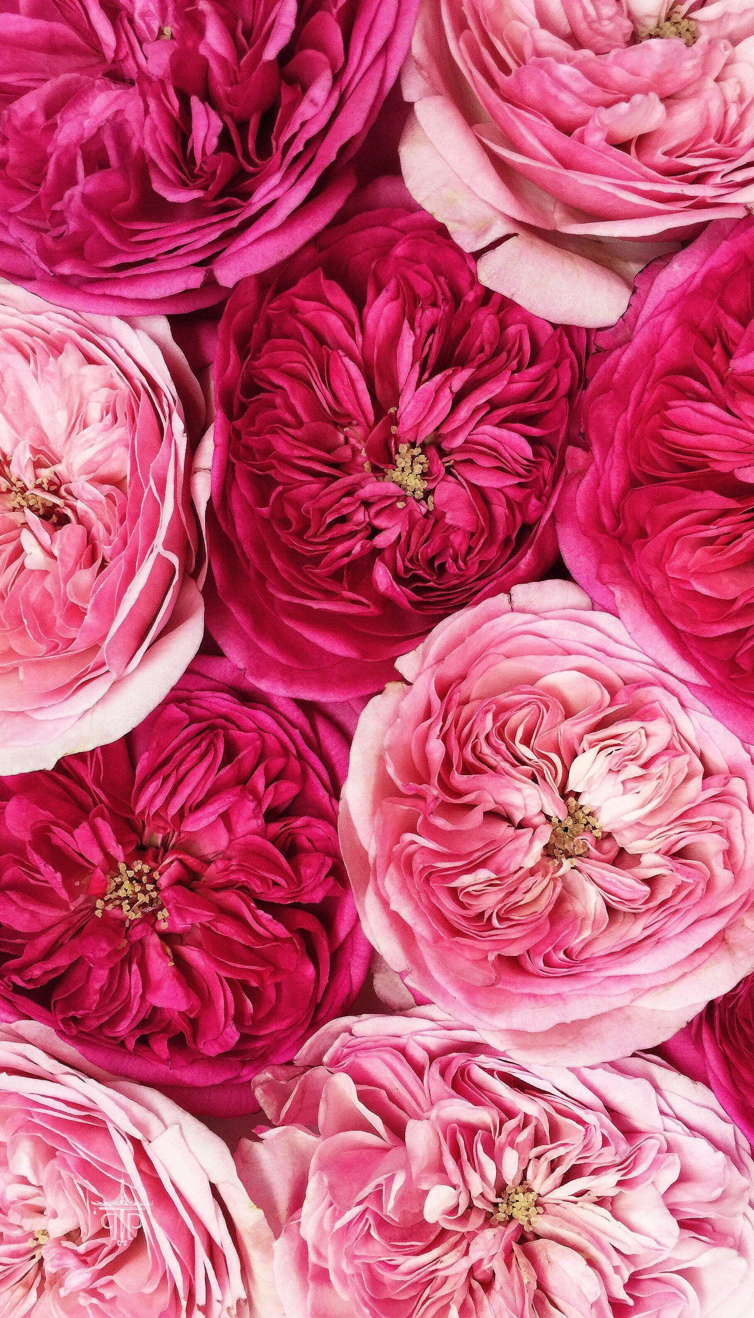 Pink Floral Wallpapers Top Free Pink Floral Backgrounds WallpaperAccess