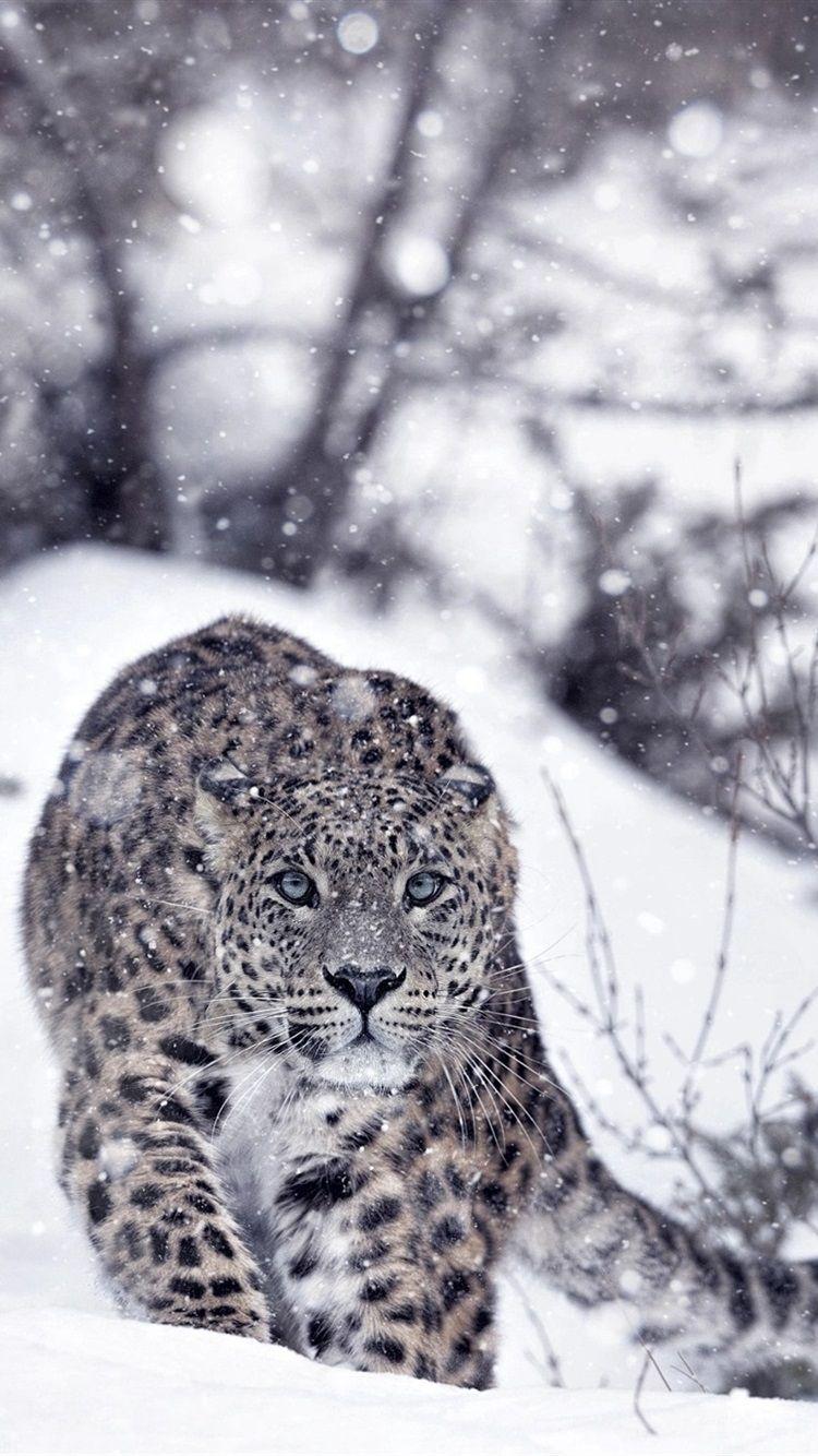 Snow Leopard Wallpapers Top Free Snow Leopard Backgrounds