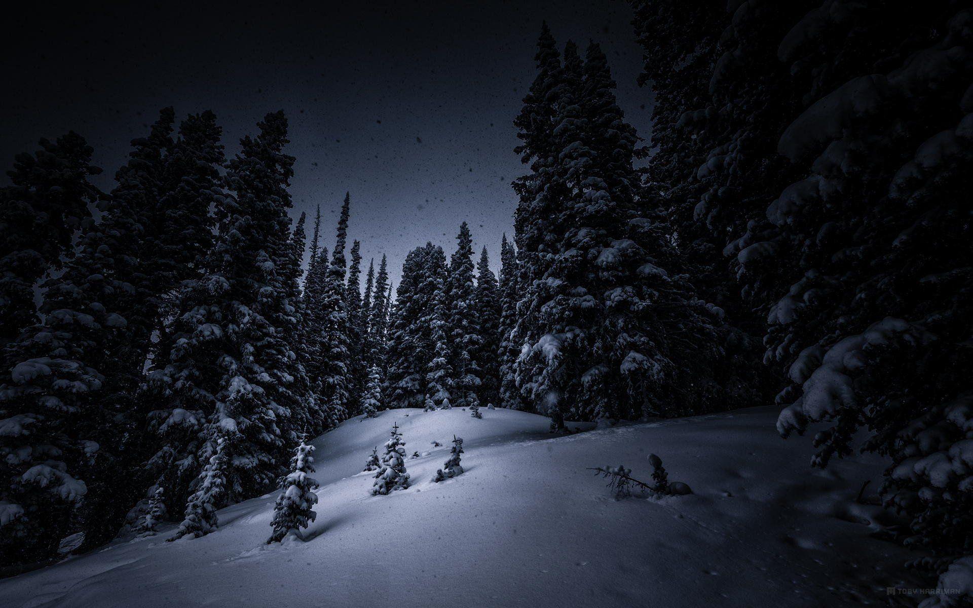 Snow Forest Night Wallpapers Top Free Snow Forest Night Backgrounds