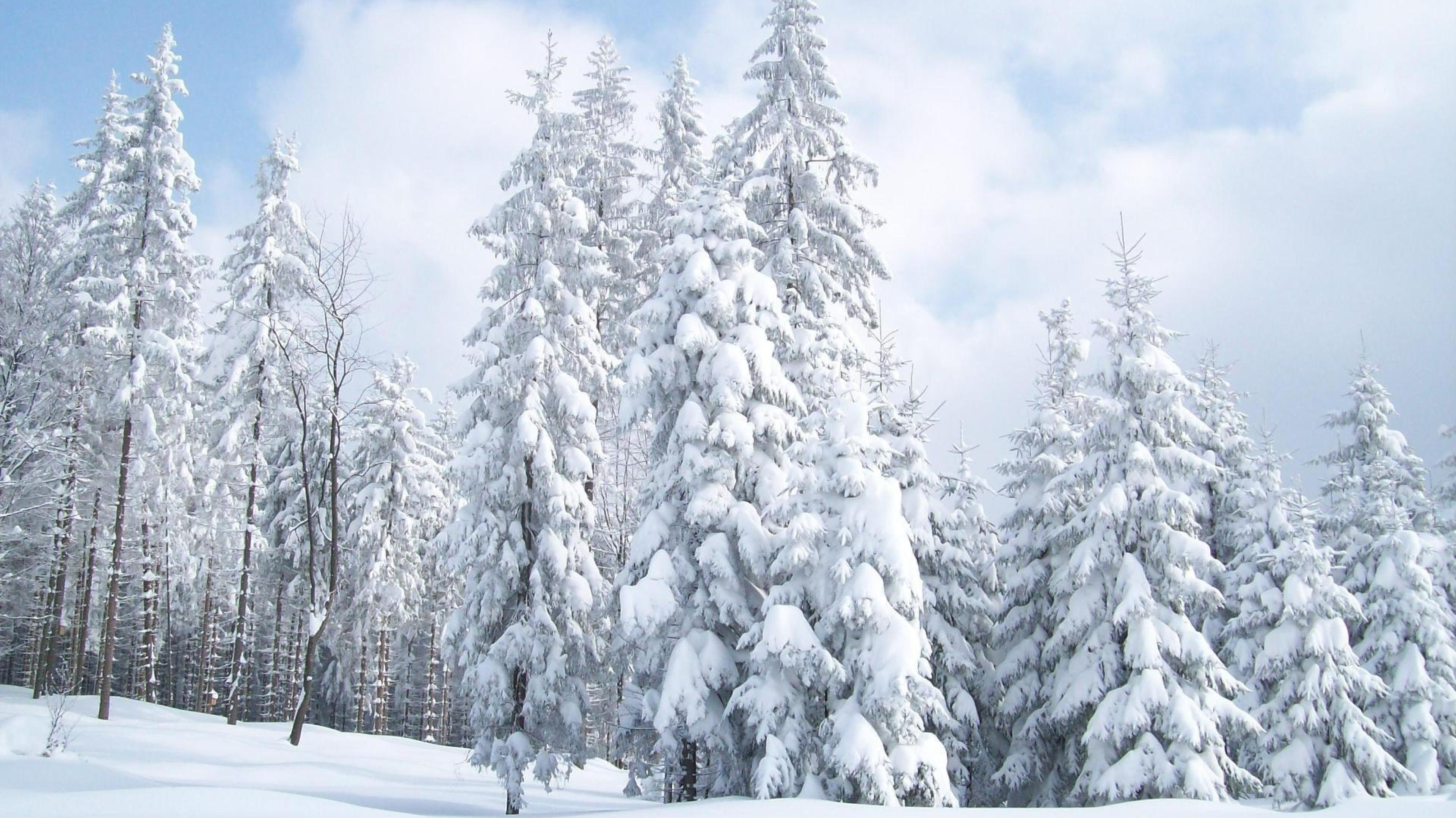 Snow Trees Wallpapers Top Free Snow Trees Backgrounds WallpaperAccess