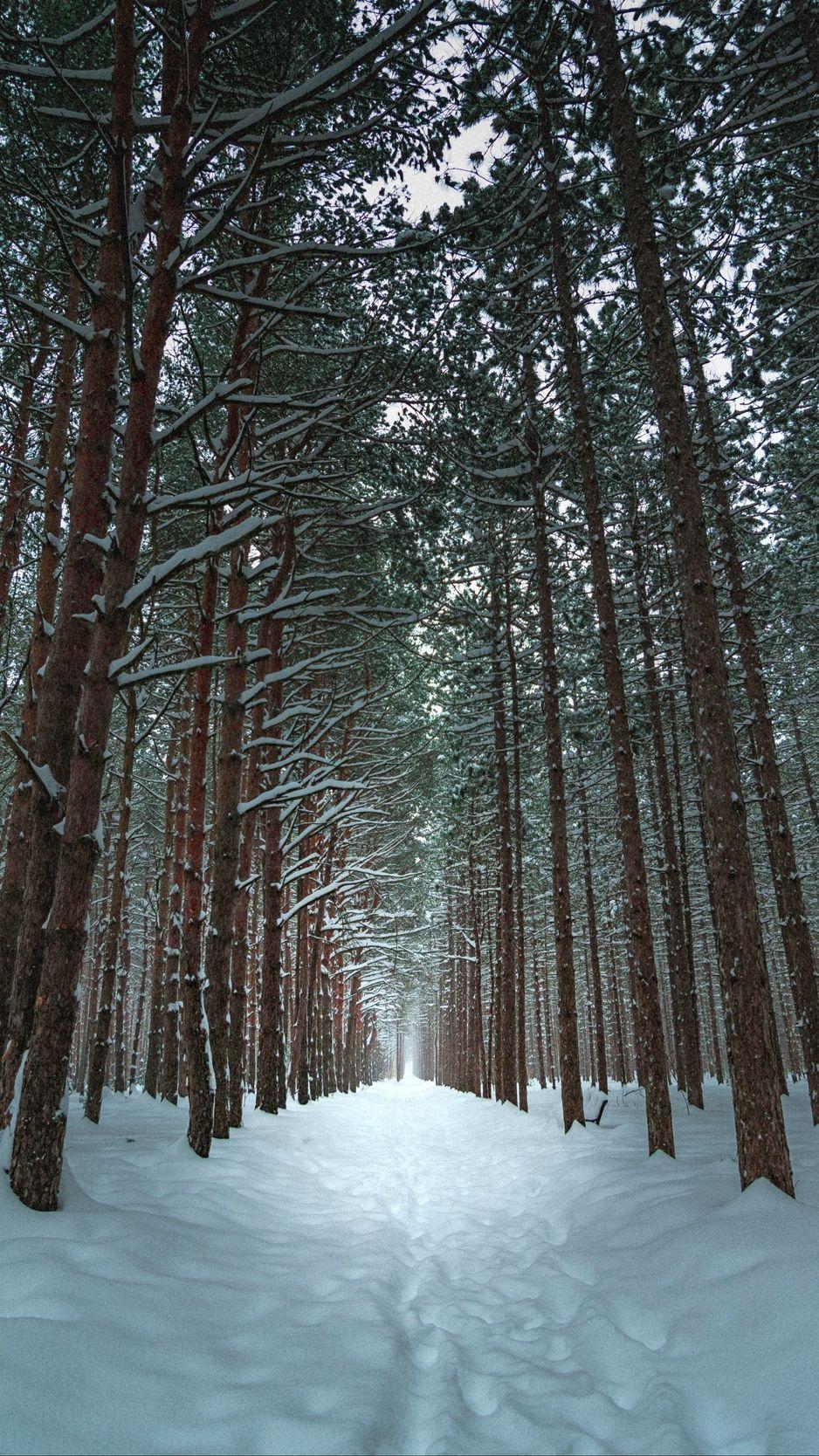 Winter Forest Phone Wallpapers Top Free Winter Forest Phone
