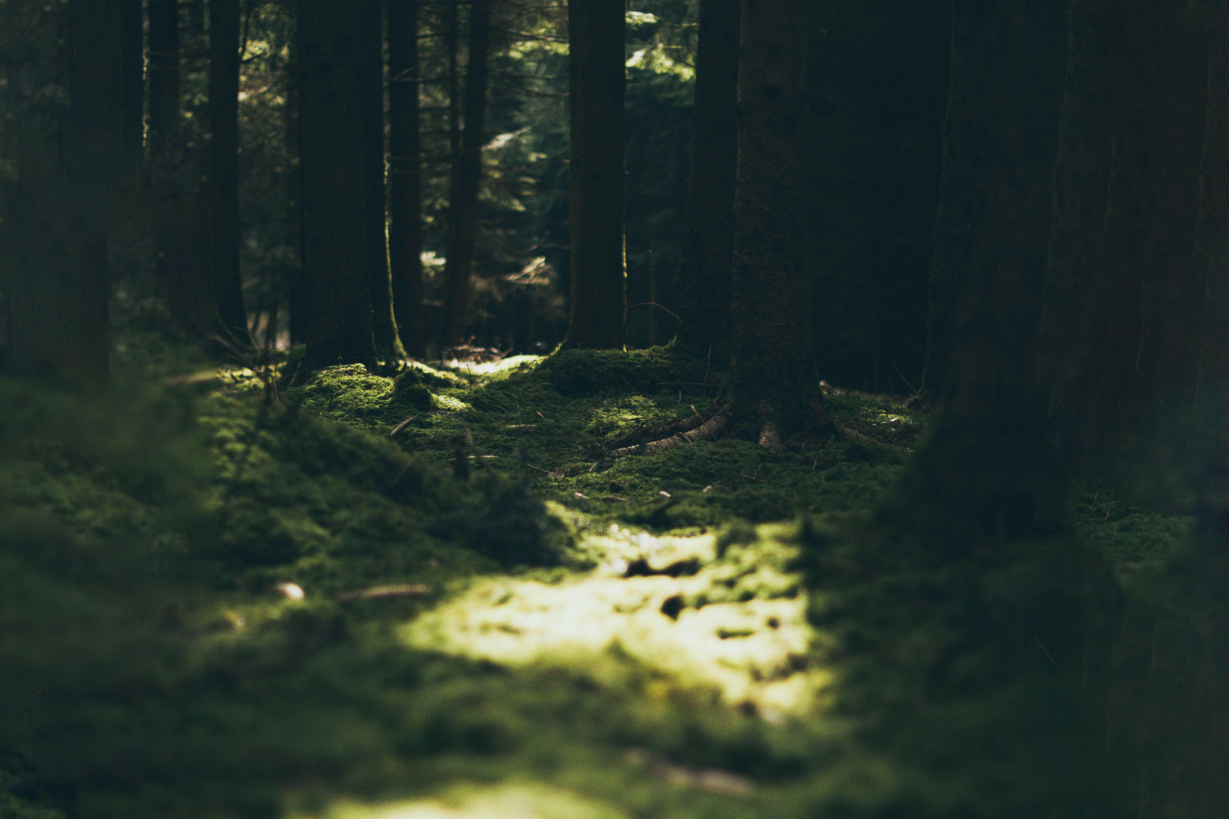 Cozy Forest Wallpapers Top Free Cozy Forest Backgrounds WallpaperAccess