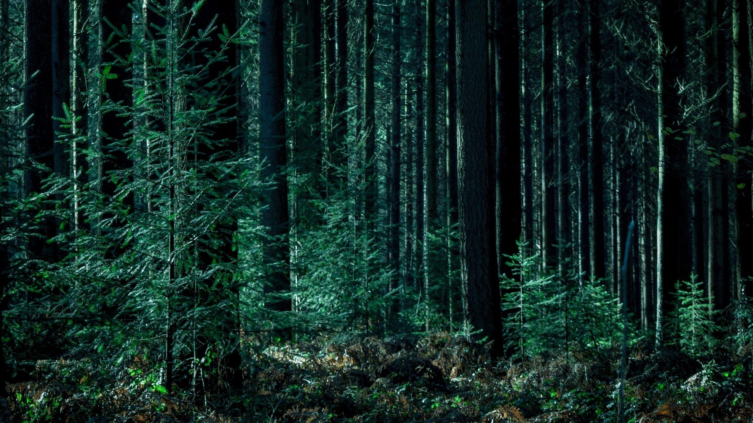 Cozy Forest Wallpapers Top Free Cozy Forest Backgrounds WallpaperAccess