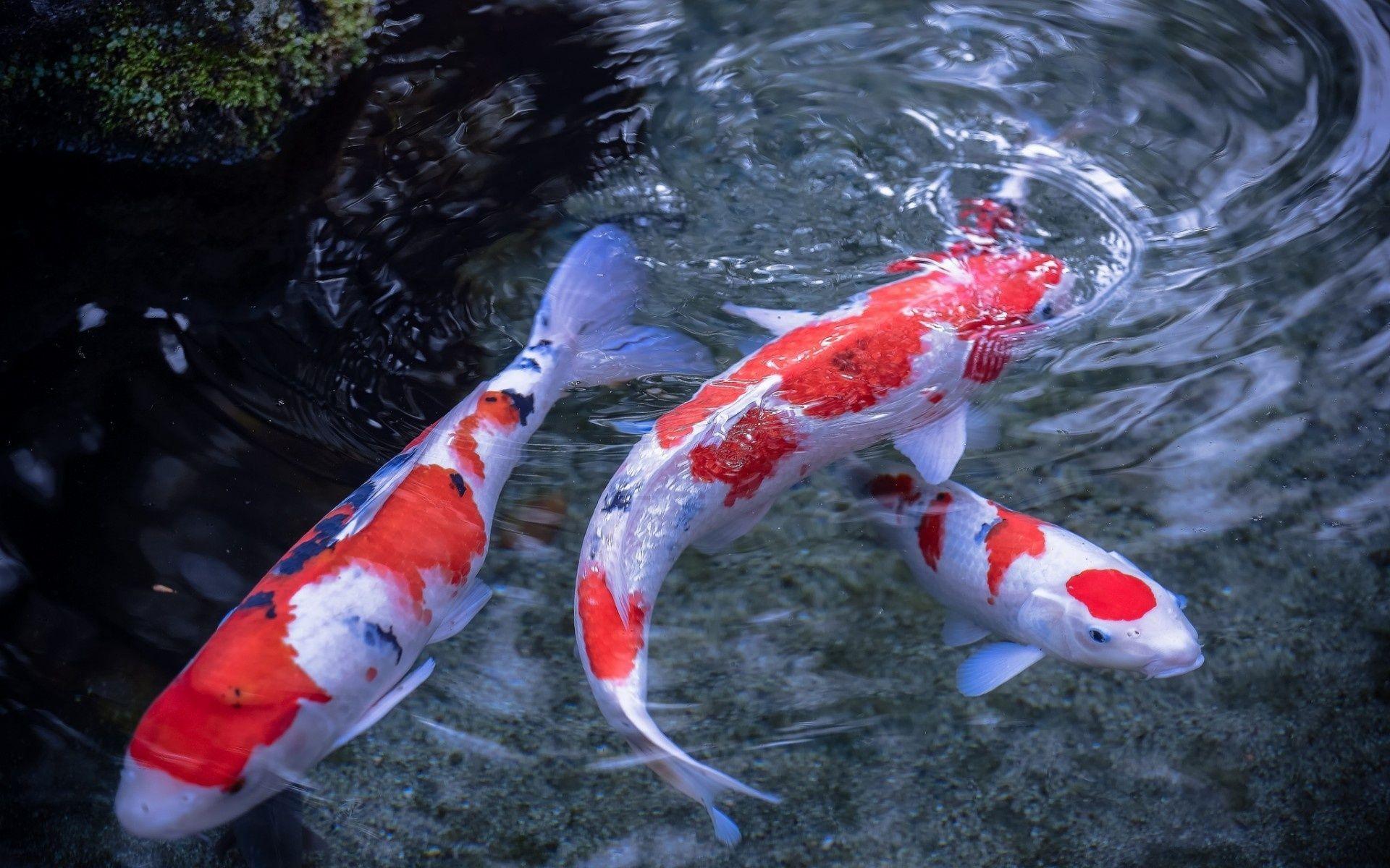 Japanese Koi Fish Art Wallpapers Top Free Japanese Koi Fish Art