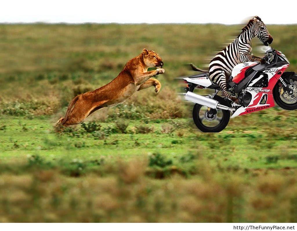 Funny Animal HD Wallpapers Top Free Funny Animal HD Backgrounds