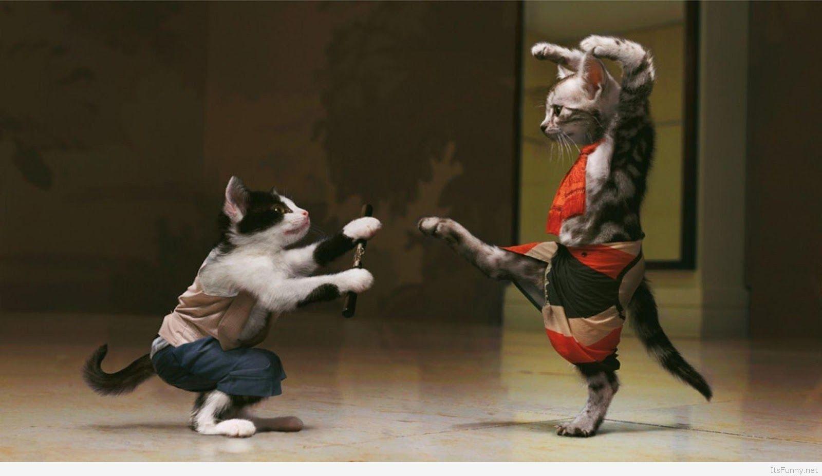 Funny Animal HD Wallpapers Top Free Funny Animal HD Backgrounds