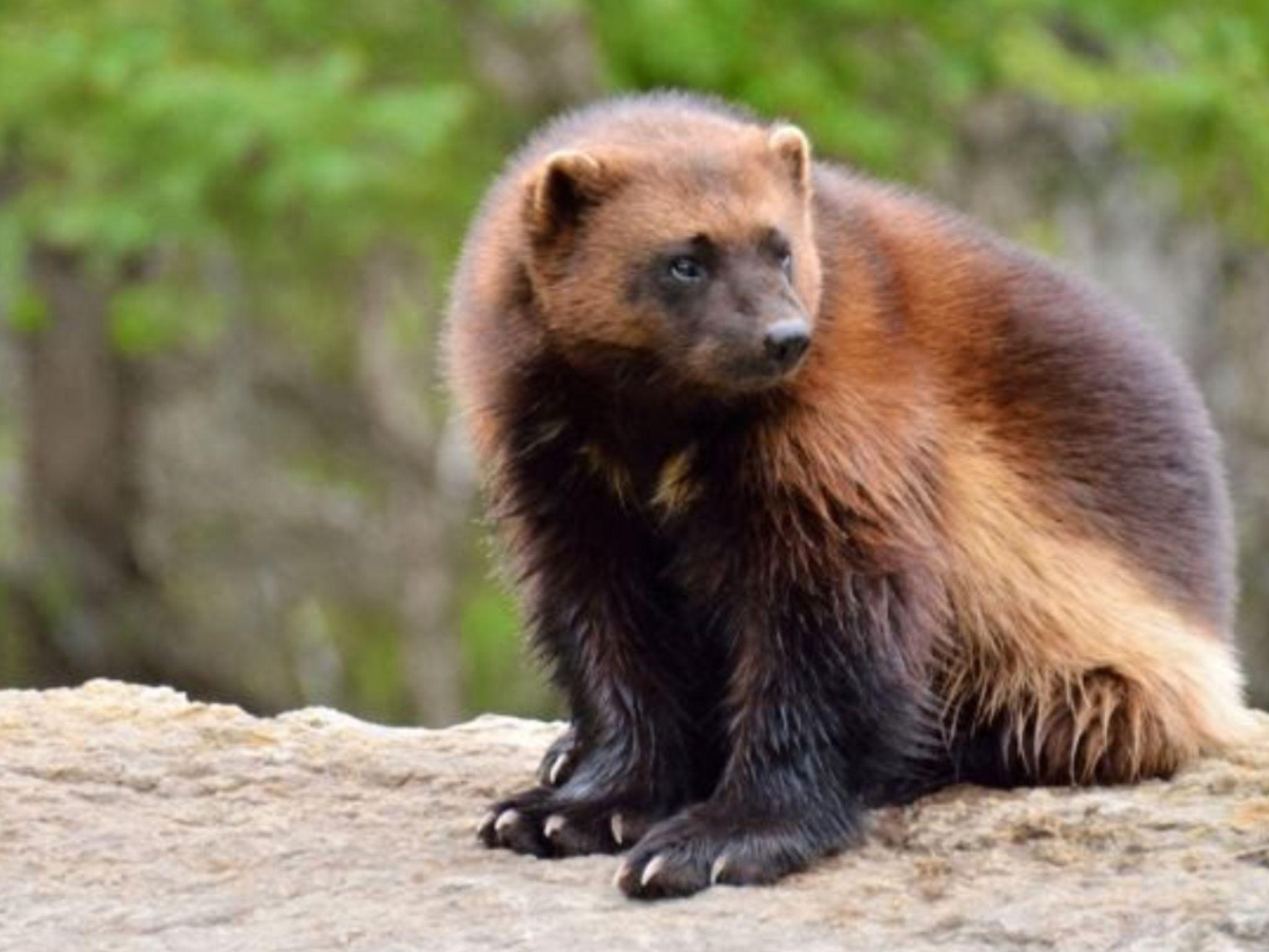 Wolverine Animal Wallpapers Top Free Wolverine Animal Backgrounds WallpaperAccess