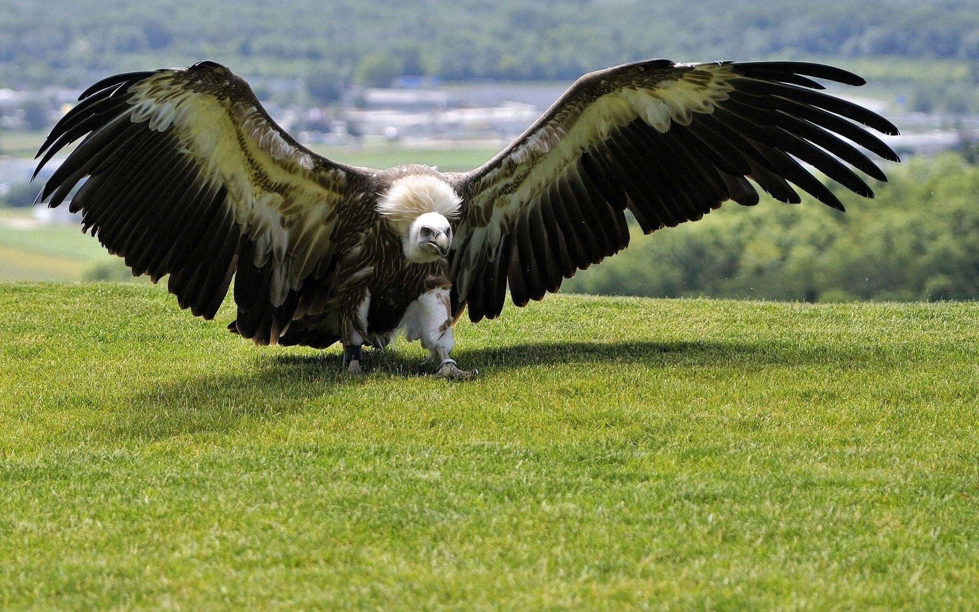 Vulture Wallpapers Top Free Vulture Backgrounds WallpaperAccess