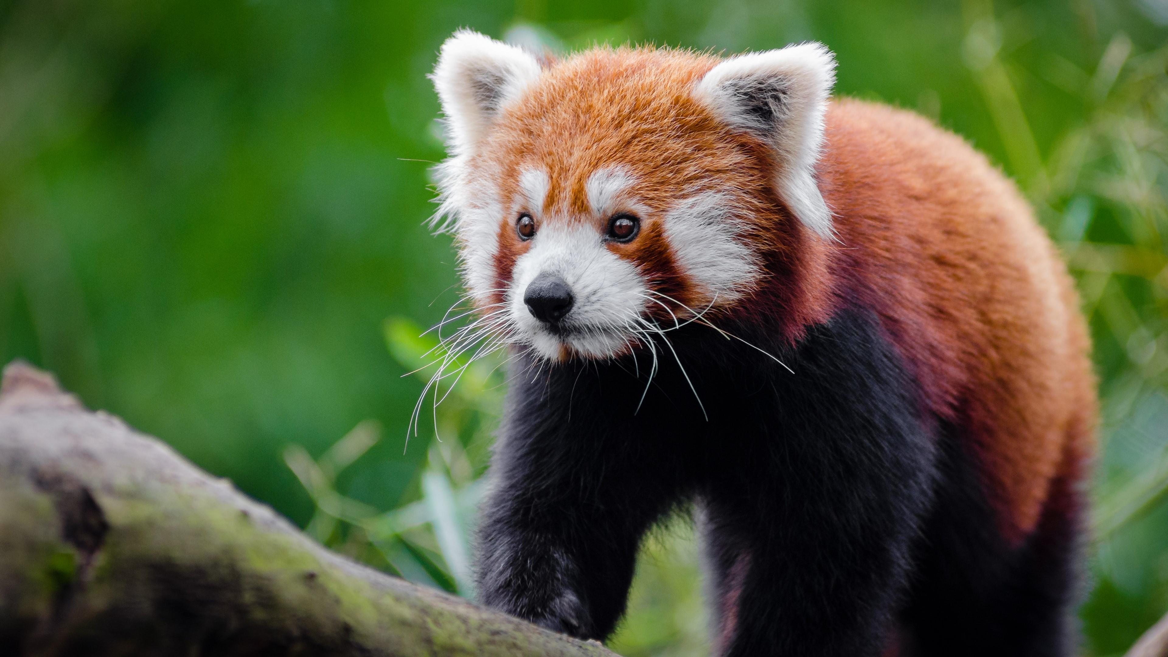 Red Panda Wallpapers Top Free Red Panda Backgrounds WallpaperAccess