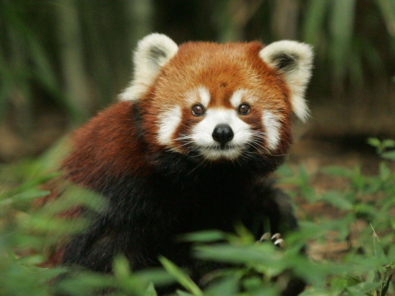 Baby Red Panda Wallpapers Top Free Baby Red Panda Backgrounds