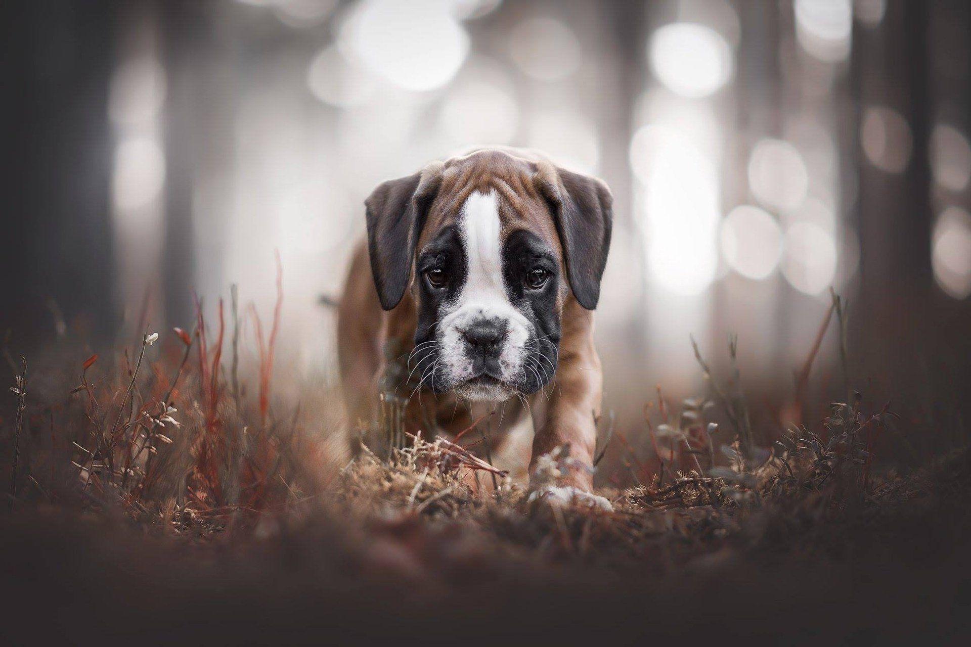 Boxer Wallpapers Top Free Boxer Backgrounds WallpaperAccess