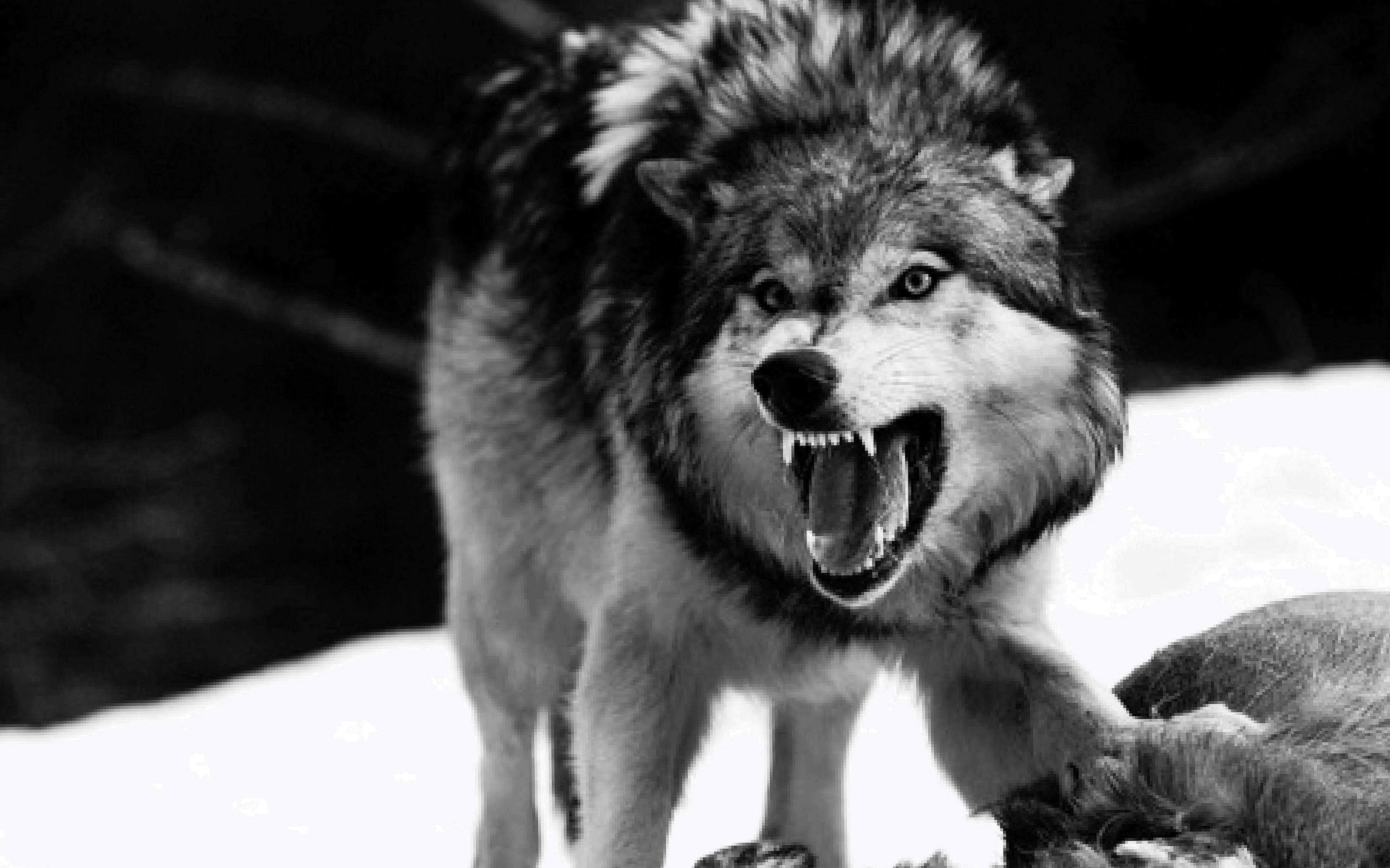 Angry Wolf Wallpapers Top Free Angry Wolf Backgrounds WallpaperAccess