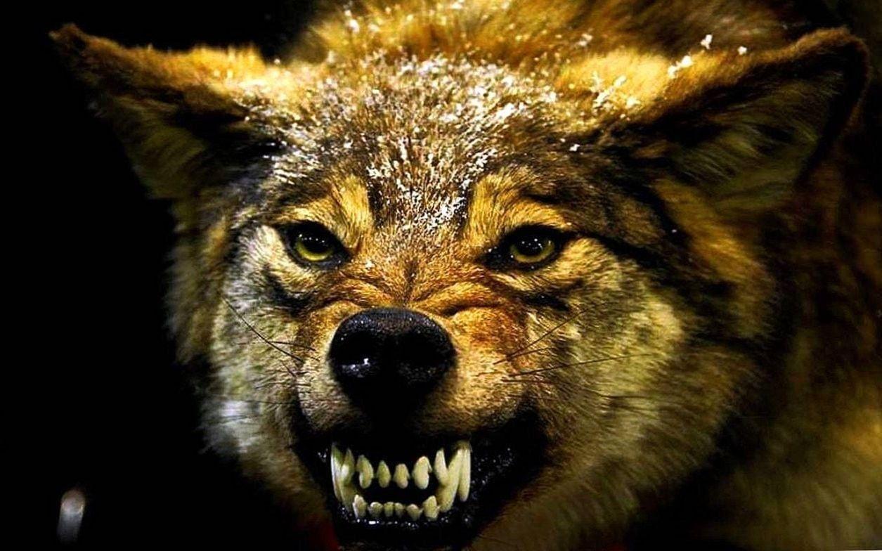 Angry Wolf Wallpapers Top Free Angry Wolf Backgrounds WallpaperAccess