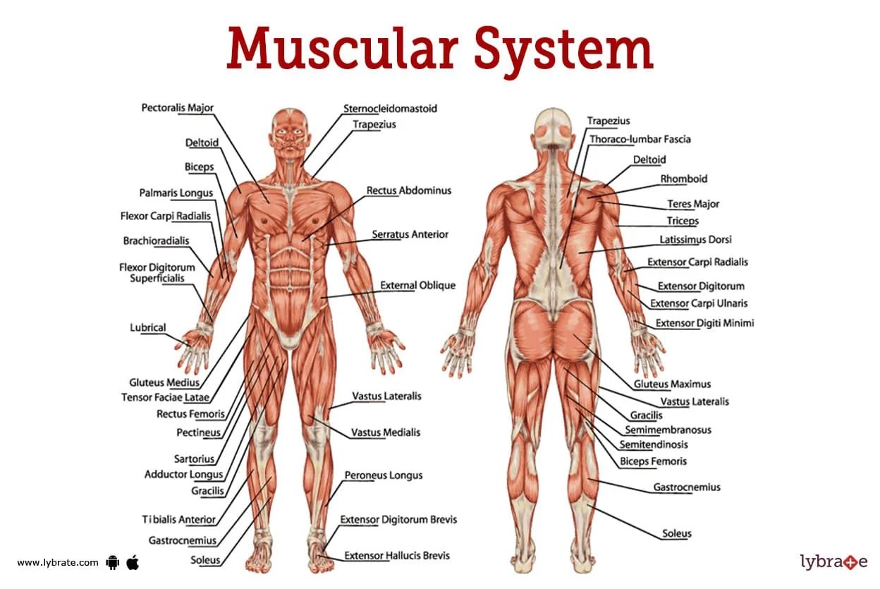 Muscular System Wallpapers - Top Free Muscular System Backgrounds